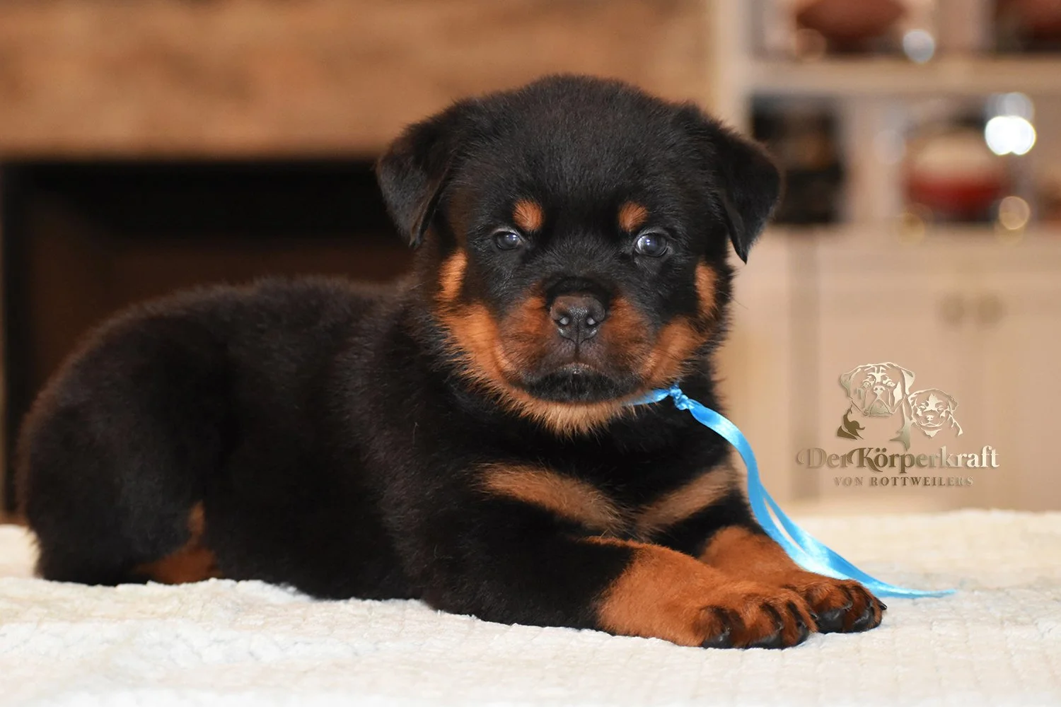 6Q-JohnWick-Brenda-5wk-Male-Blue (1)a.jpg