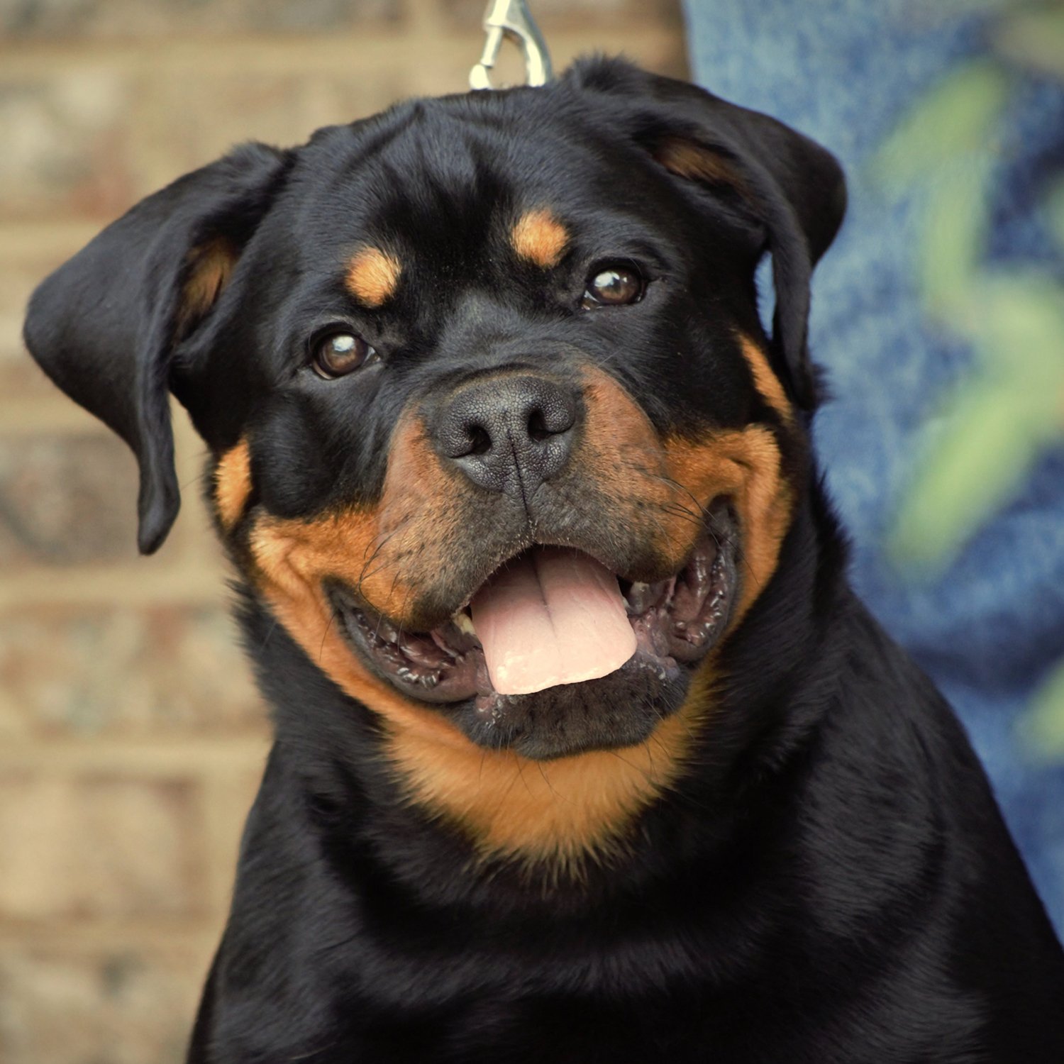 DKV Rottweilers | Rottweilers For Sale