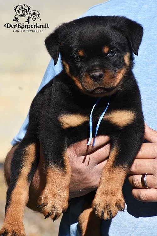 6N-Camacho-Rumi-6wk-Male-Blue-1a-sm-500w.jpg