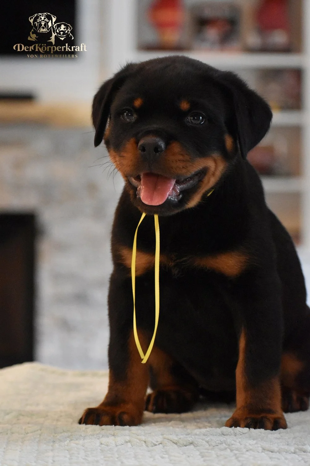 6Q-JohnWick-Brenda-7wk-Female-Yellow (2)a.jpg