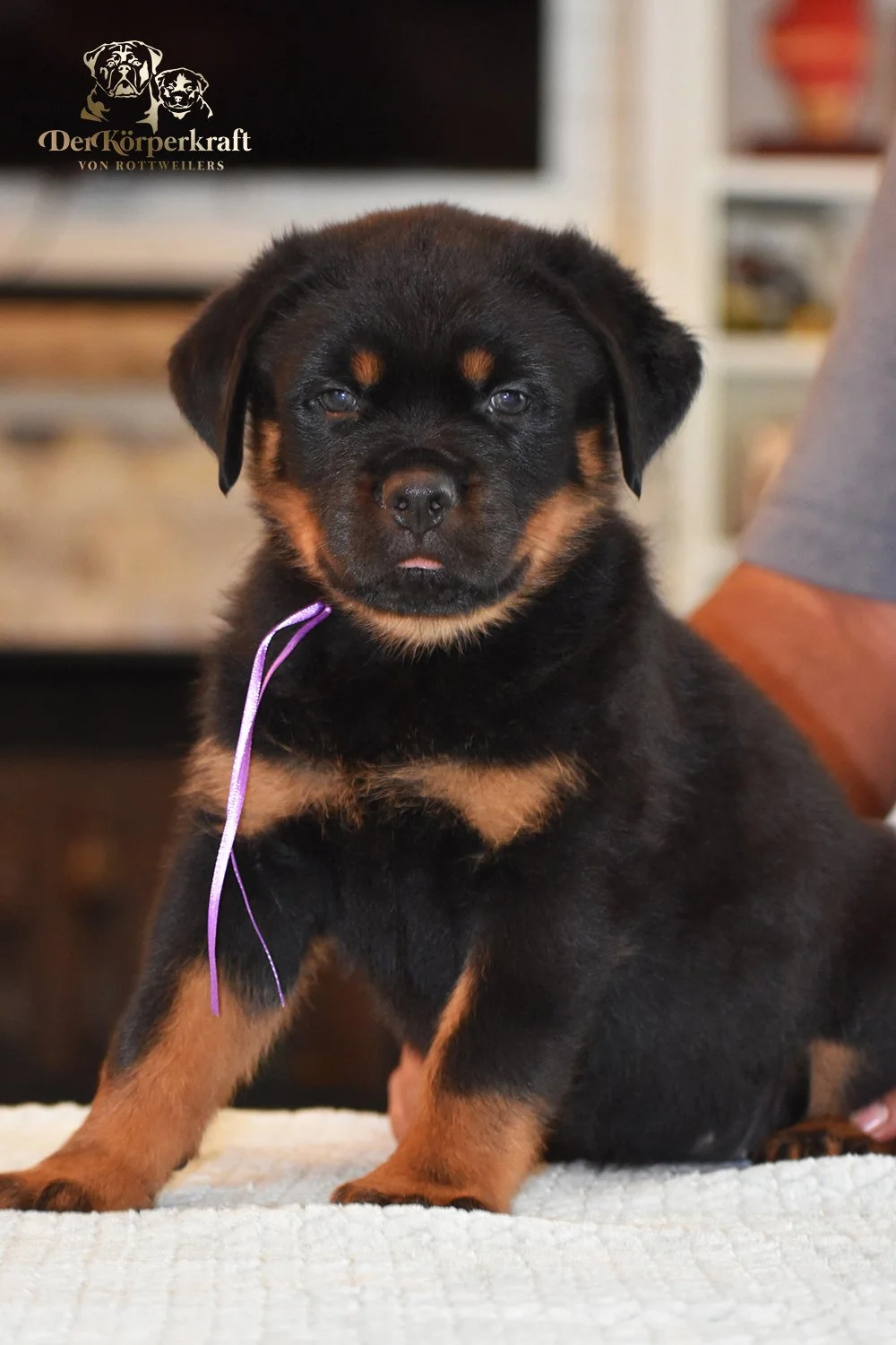 6Q-JohnWick-Brenda-7wk-Female-Purple (1)a.jpg