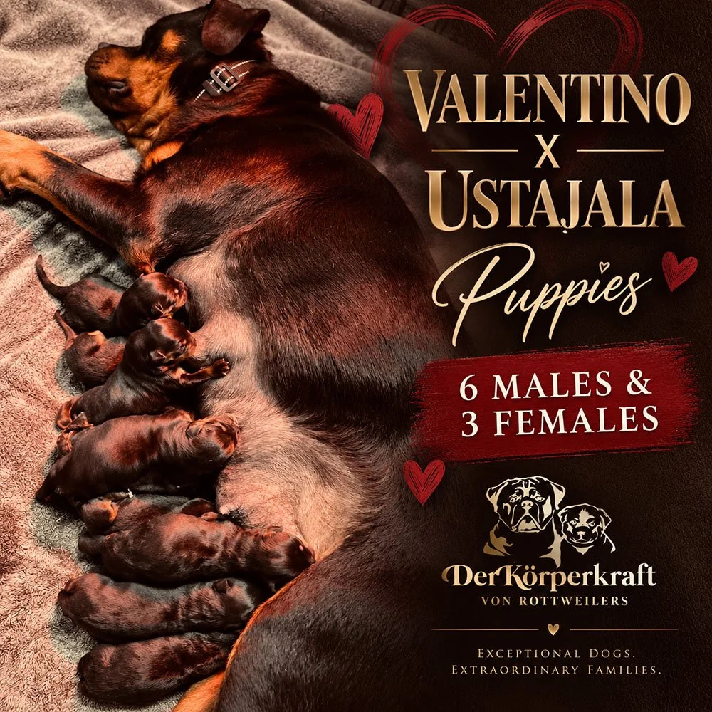 6S-Valentino-Ustajala-Birth-Litter-Announcement.jpg