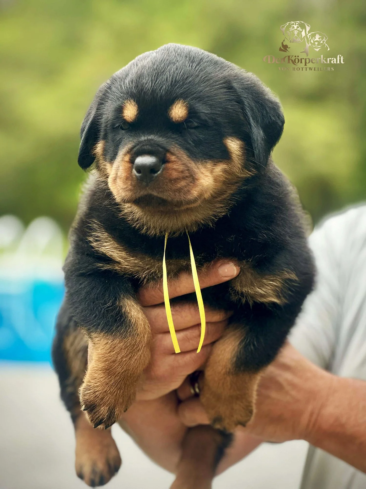6O-Rocky-Herra-5wk-Female-Yellow-sm.jpg