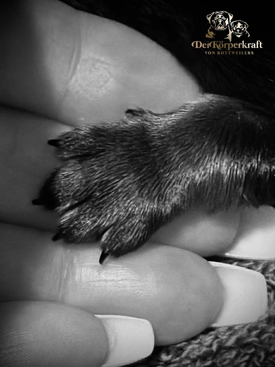 DKV-Rottweilers-New-Litters-900-1200.jfif