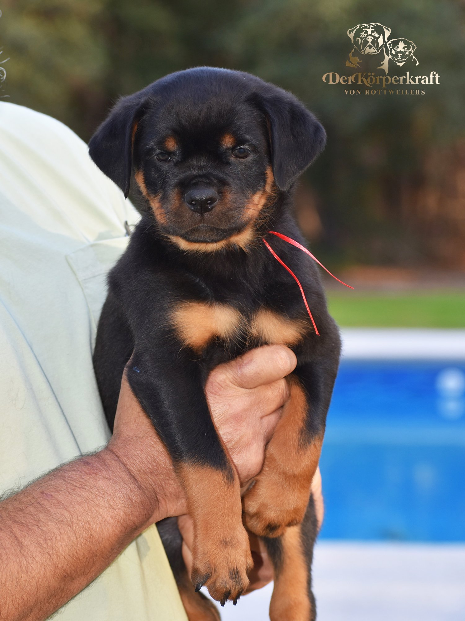 DKV Rottweilers | Rottweilers For Sale | Rottweilers For Sale