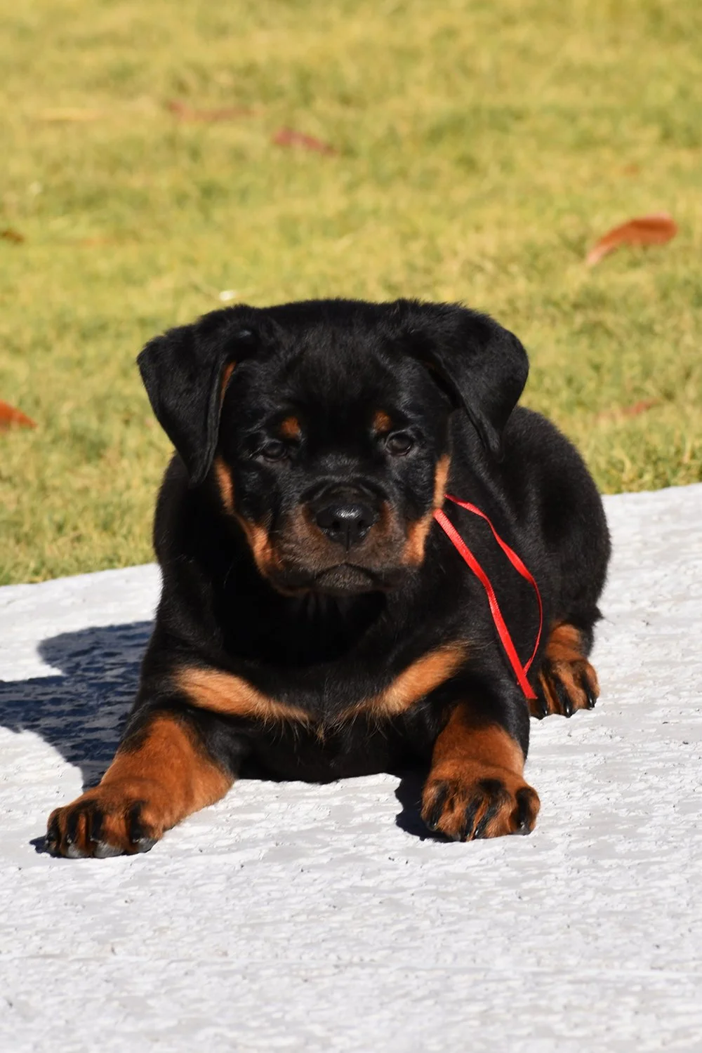 6M-Tango-Dzejmica-9wk-Female-Red (2)sm.jpg