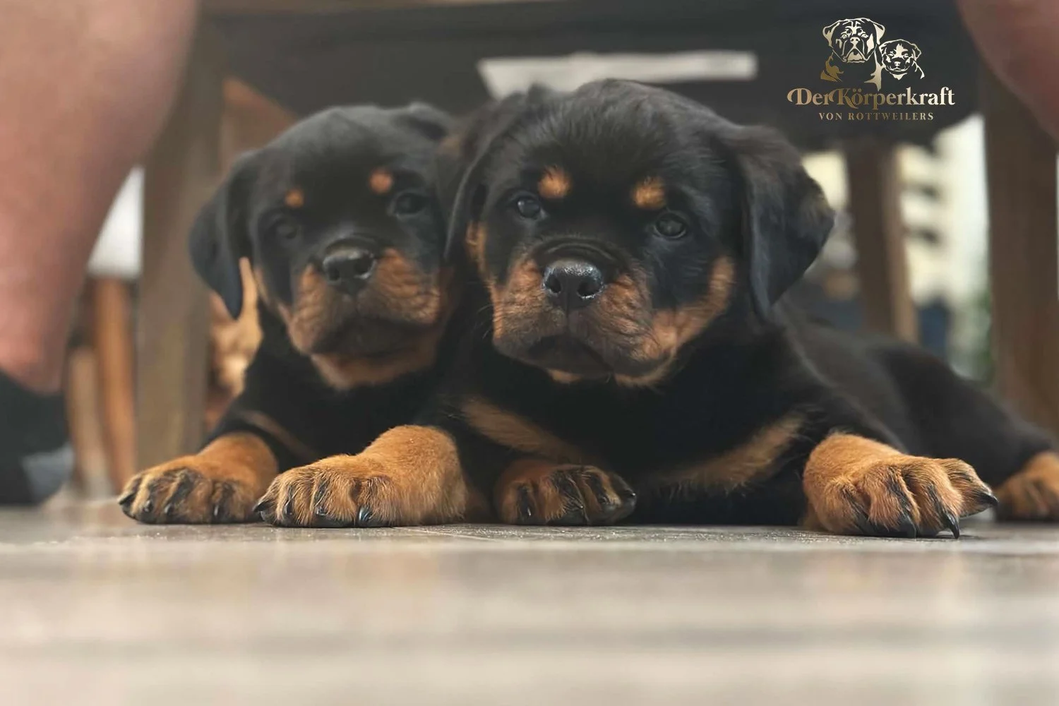 6R-Tango-Misrija-7wk-Females (4)a.jpg