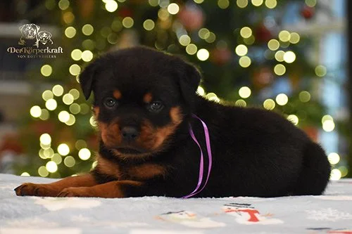 6N-Camacho-Rumi-5wk-Female-Purple (1)a-sm.jpg