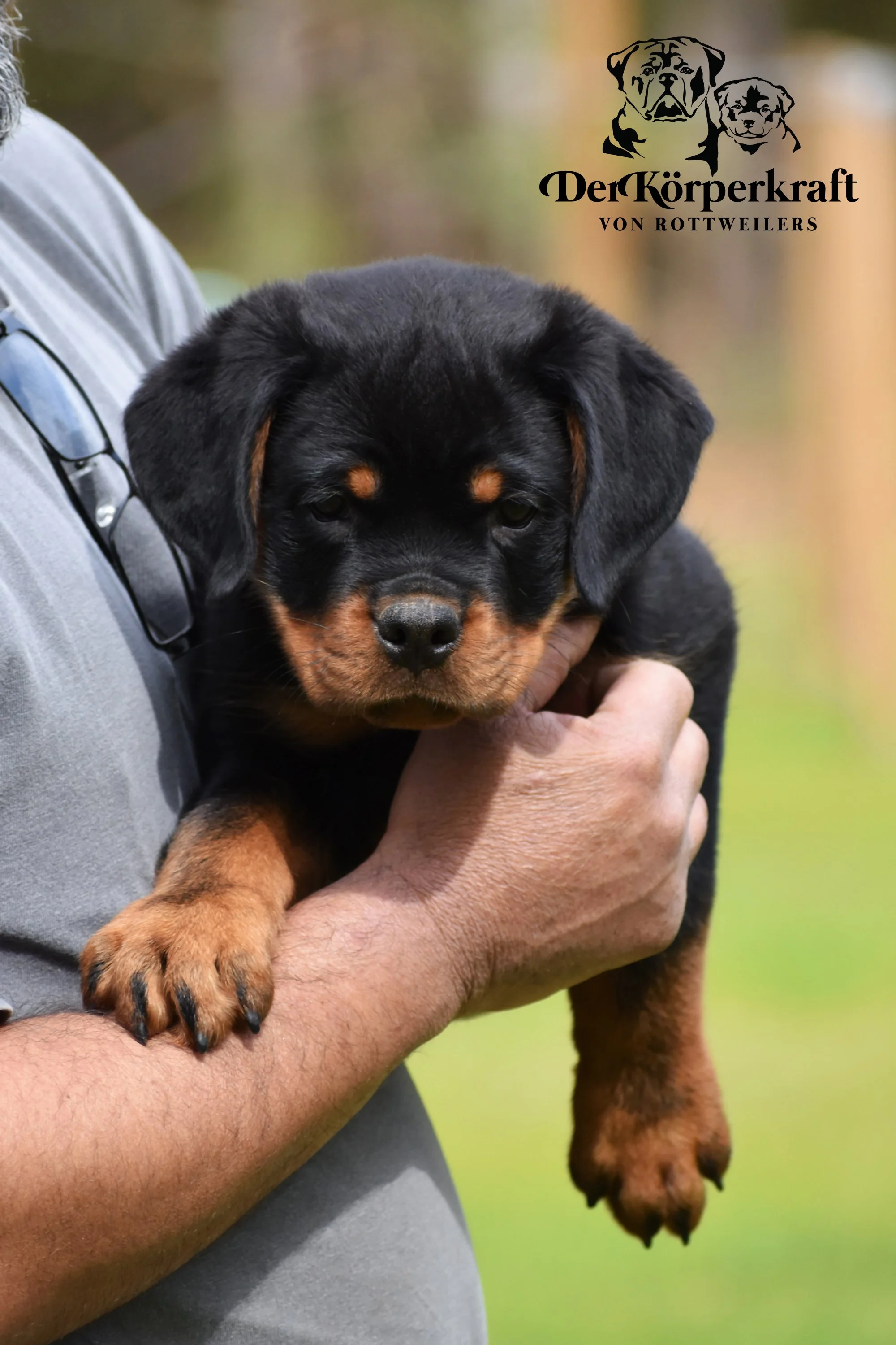 DKV Rottweilers | Rottweilers For Sale | Rottweilers For Sale