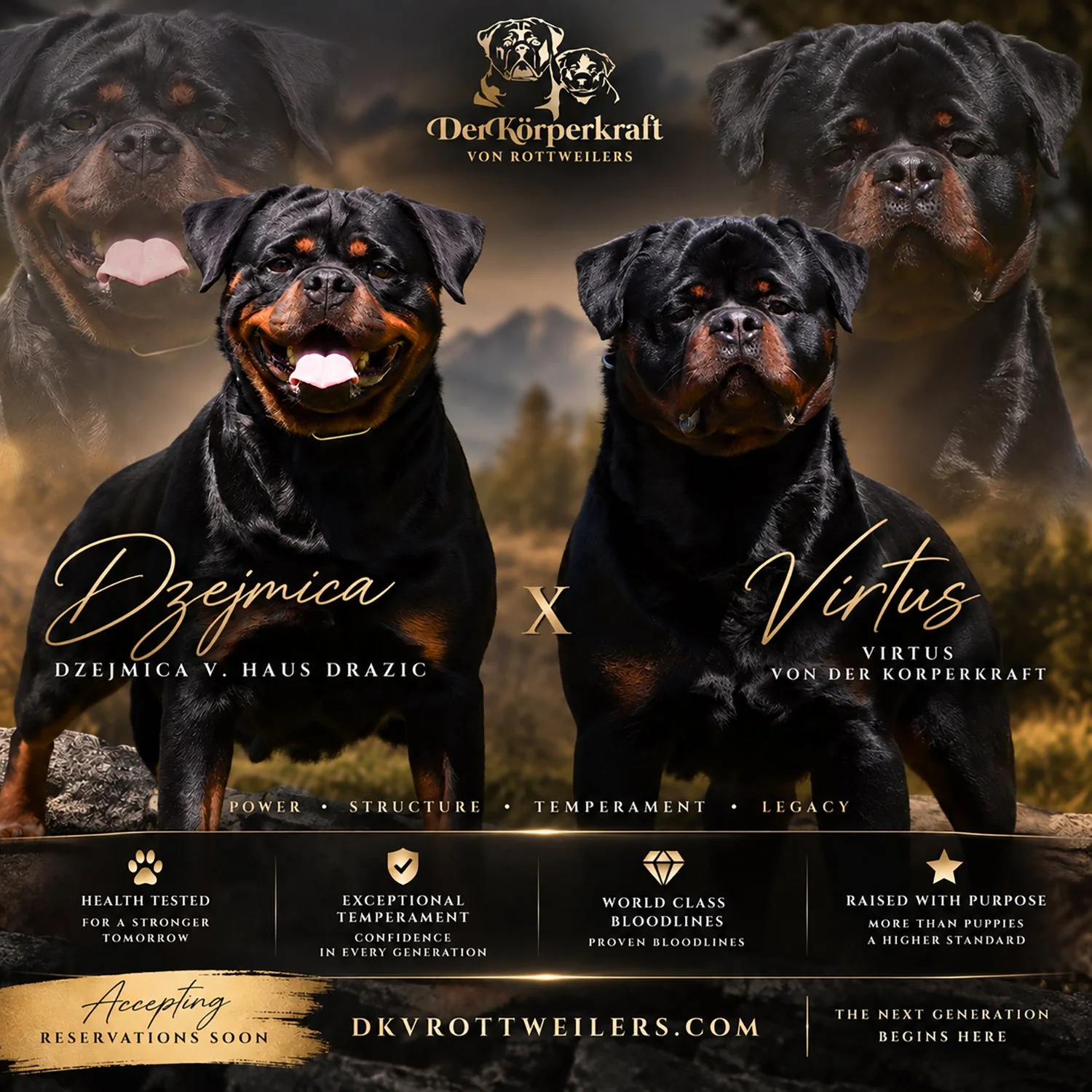 Virtus X Dzejmica Litter