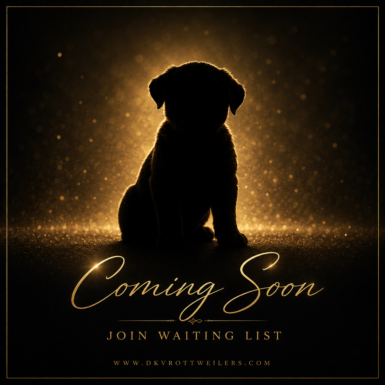 DKV-Rottweilers-German-Rottweiler-Puppies-For-Sale-Image-Puppy-Coming-Soon-1.png (Copy) (Copy) (Copy)