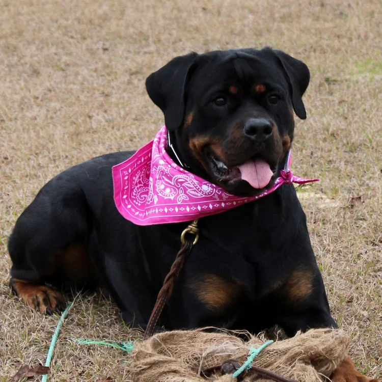 DKV Rottweilers | Rottweilers For Sale