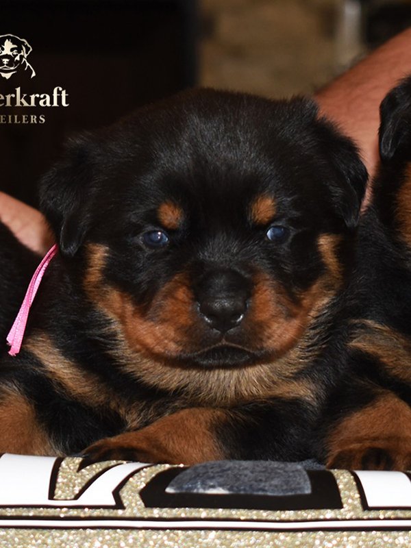 6O-Rocky-Herra-3wk-Female-Pink.jpg