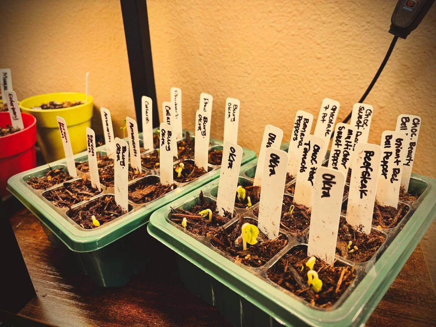 January isn&rsquo;t too early to start seeds!! They&rsquo;ll be ready to put out by the time the last frost is done. Start getting your seeds planted now. 🌿

#seeds #plants #garden #urbangarden #hotspringsarkansas
