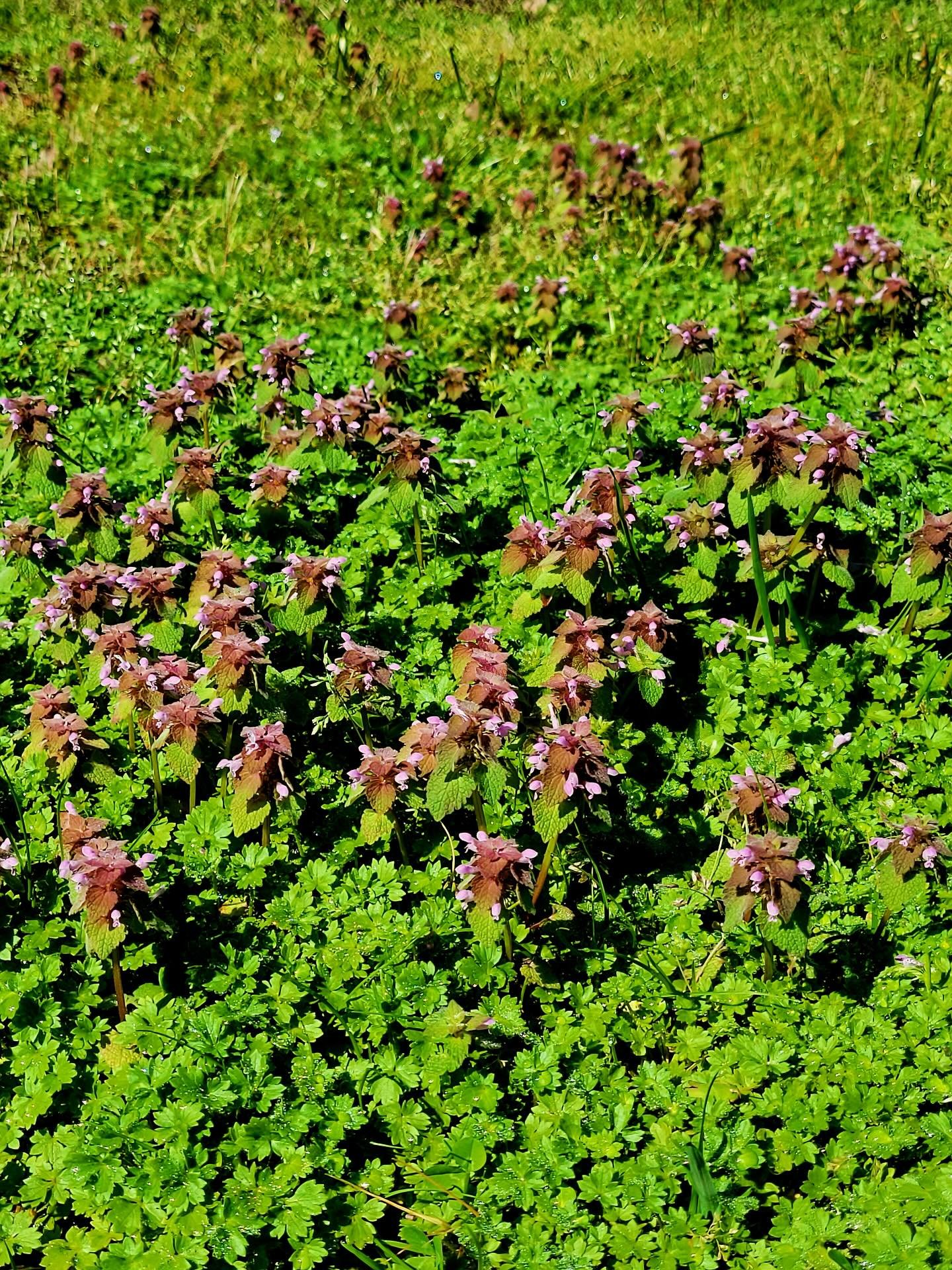 One of my favorite early spring herbs to forage is Purple Dead Nettle (Lamium purpureum) 🌿💜
She&rsquo;s abundant, gentle, and (in my opinion) seriously underrated. She is one of the best spring wild herb ally. 

✨ Why I love her:
&bull; Traditional