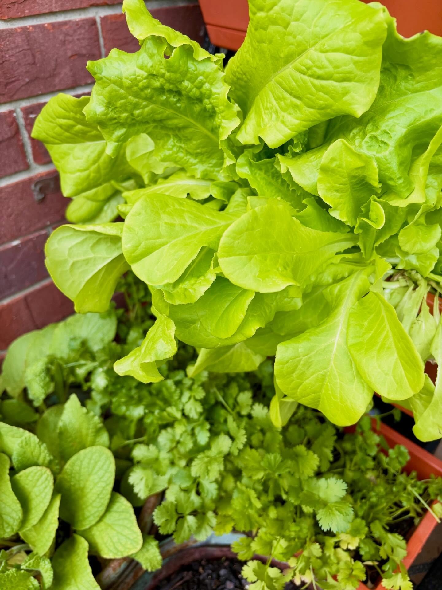This is one of my most favorite times of the year, and for good reason. Fresh veggies straight from the garden! Fresh food is medicine too.🌿

Lettuce and cilantro straight from the garden, headed to the table.

Sometimes the most supportive things a