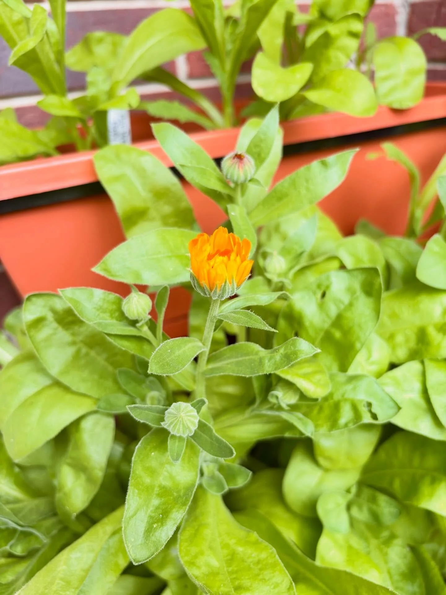 There&rsquo;s something special about seeing the first flowers open &mdash; the beginning of a new season of growing, gathering, and medicine-making. 🌼🌿

This little pair is Calendula and Balsam, two beautiful plant allies I&rsquo;m excited to work