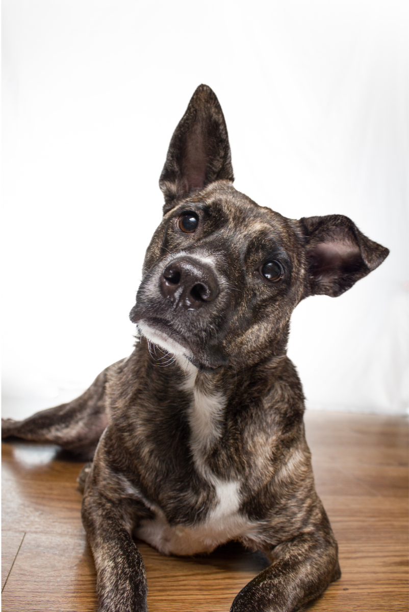 Dog with tilted head looking confused