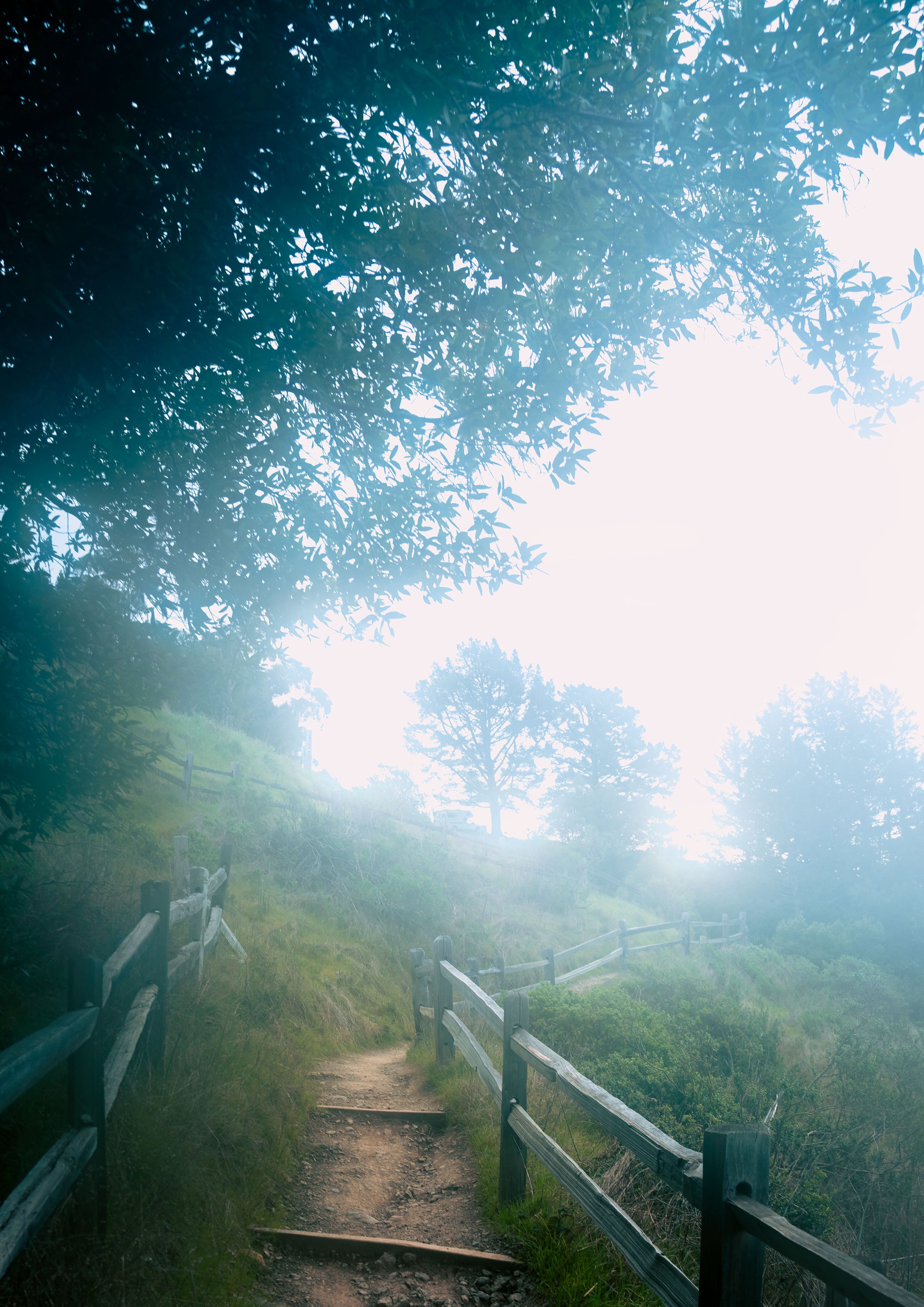 upper-forest-A1.jpg