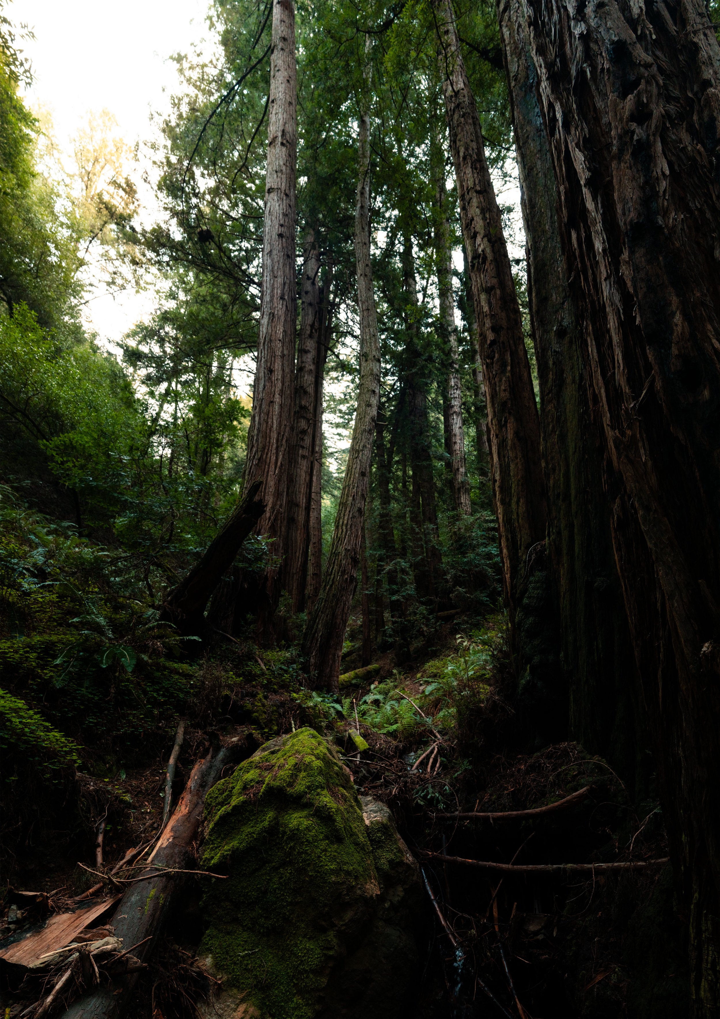 forest-mossy-rock-A1.jpg