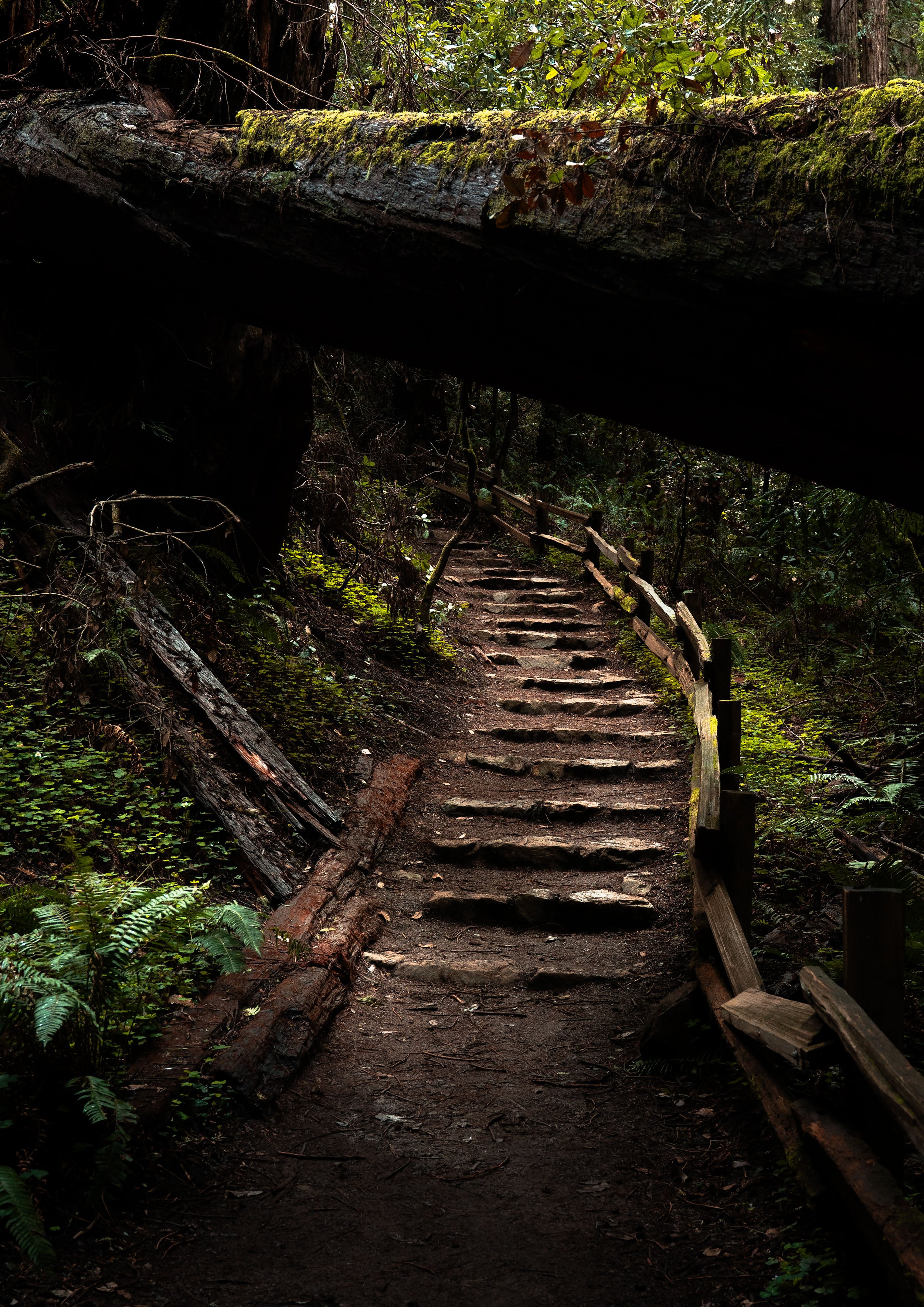 forgotten-path-A1.jpg