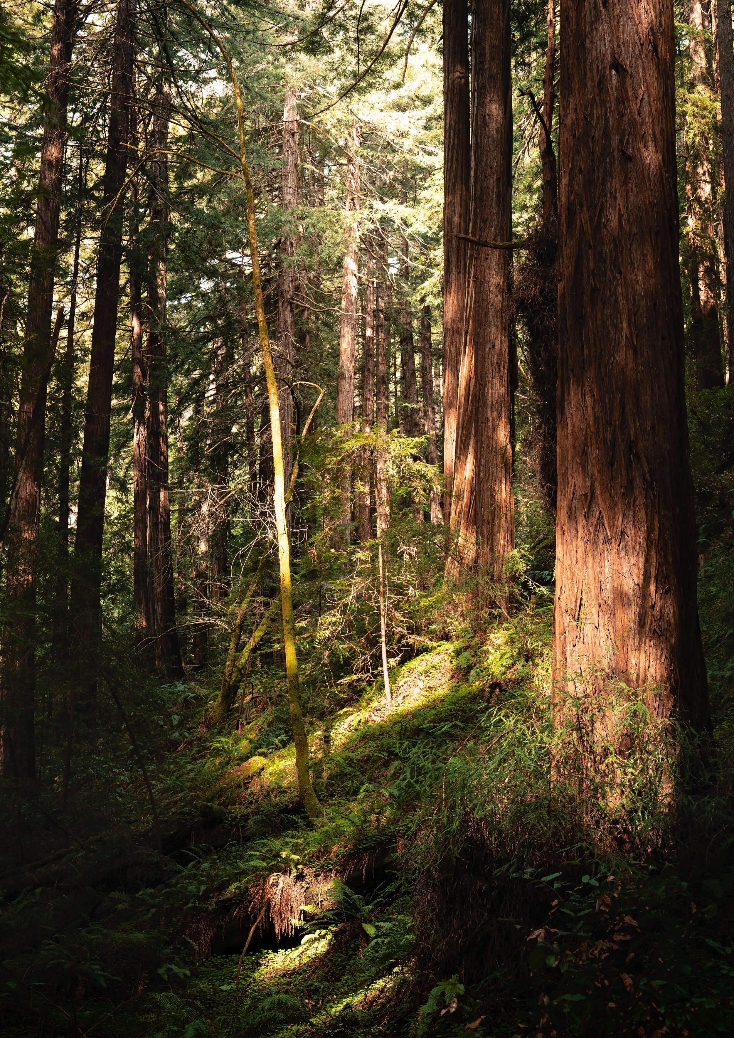 trees-vivid-light-A1.jpg