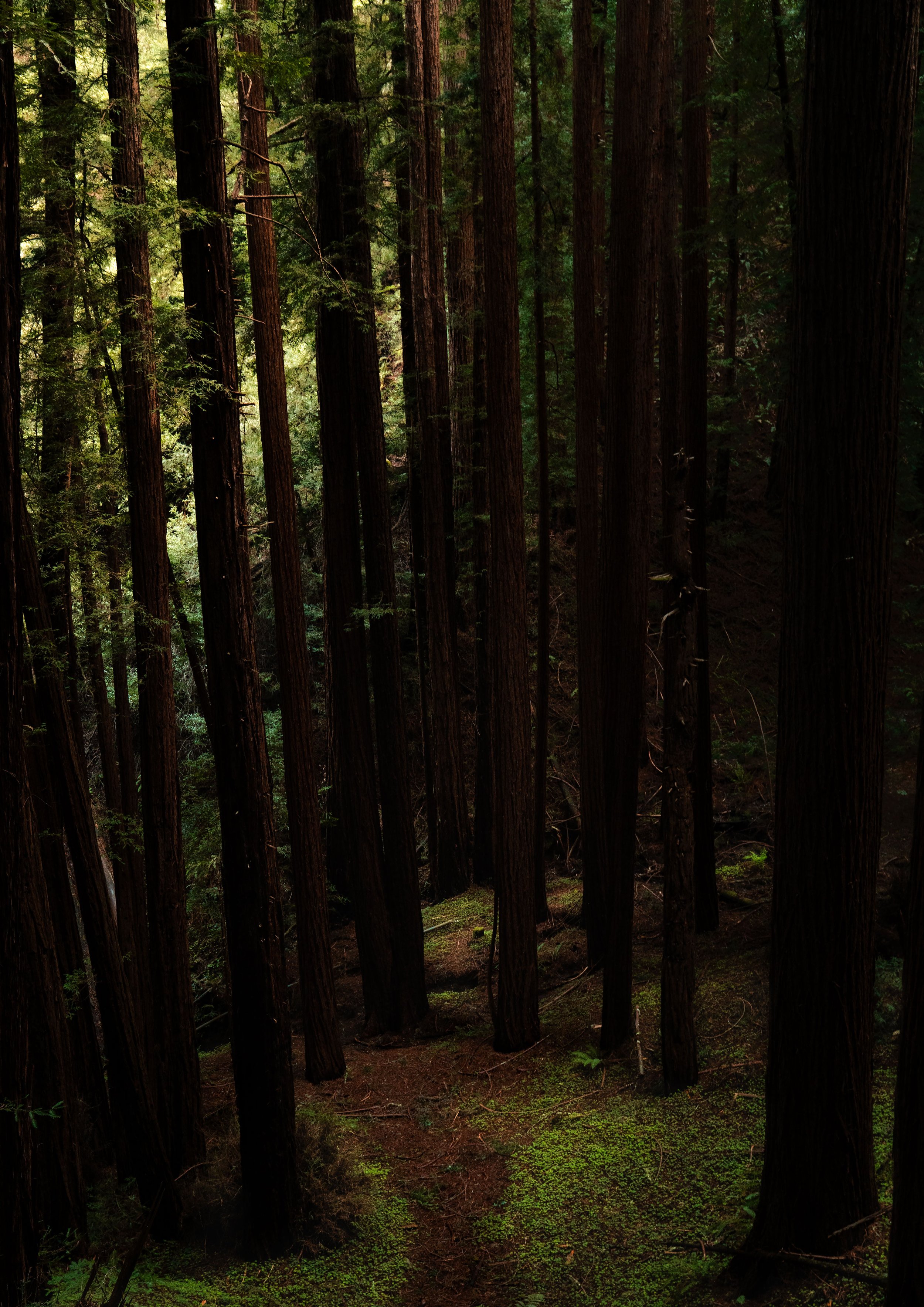 forest-path-A1.jpg