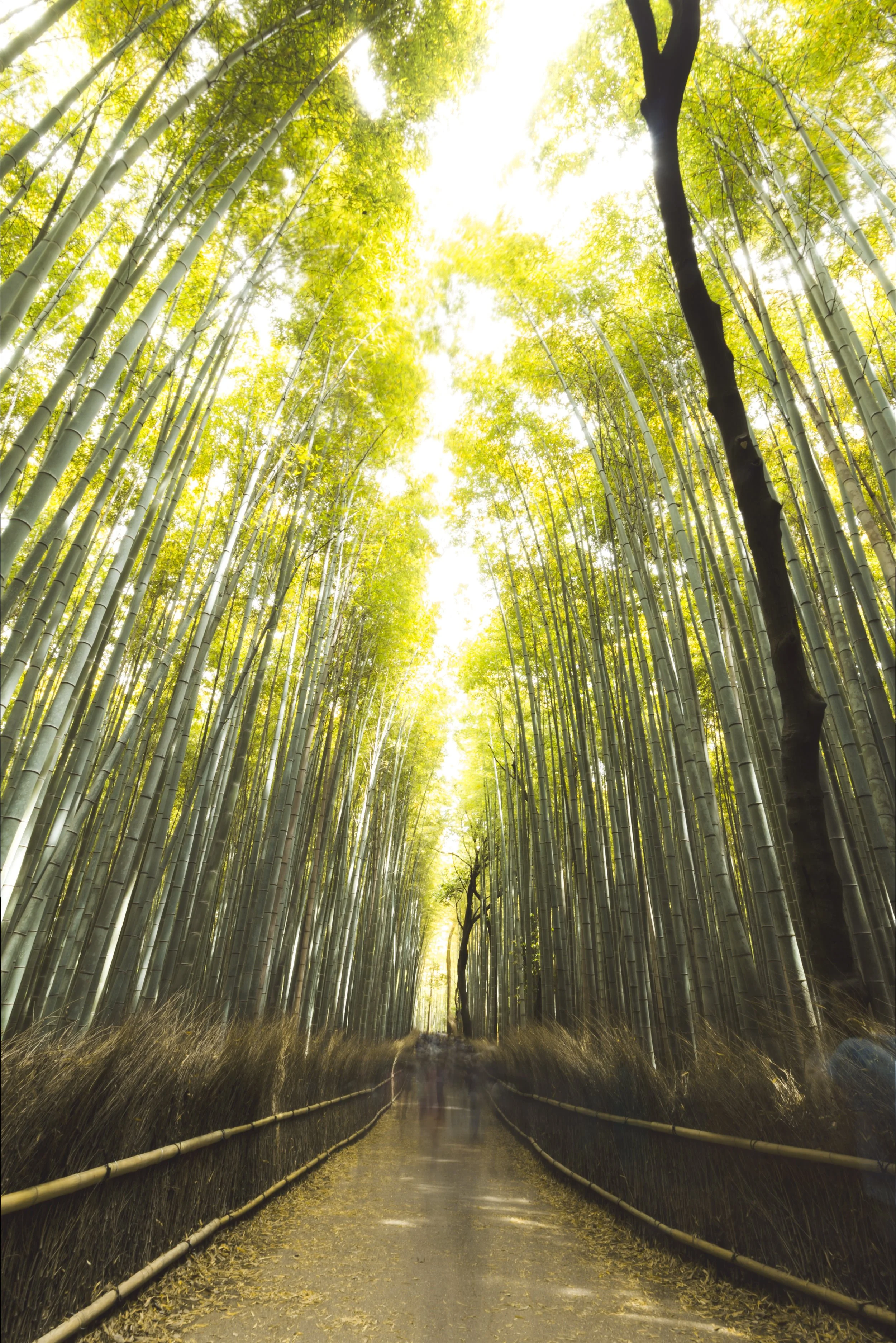 Arashiyama+Bamboo+forest.jpeg
