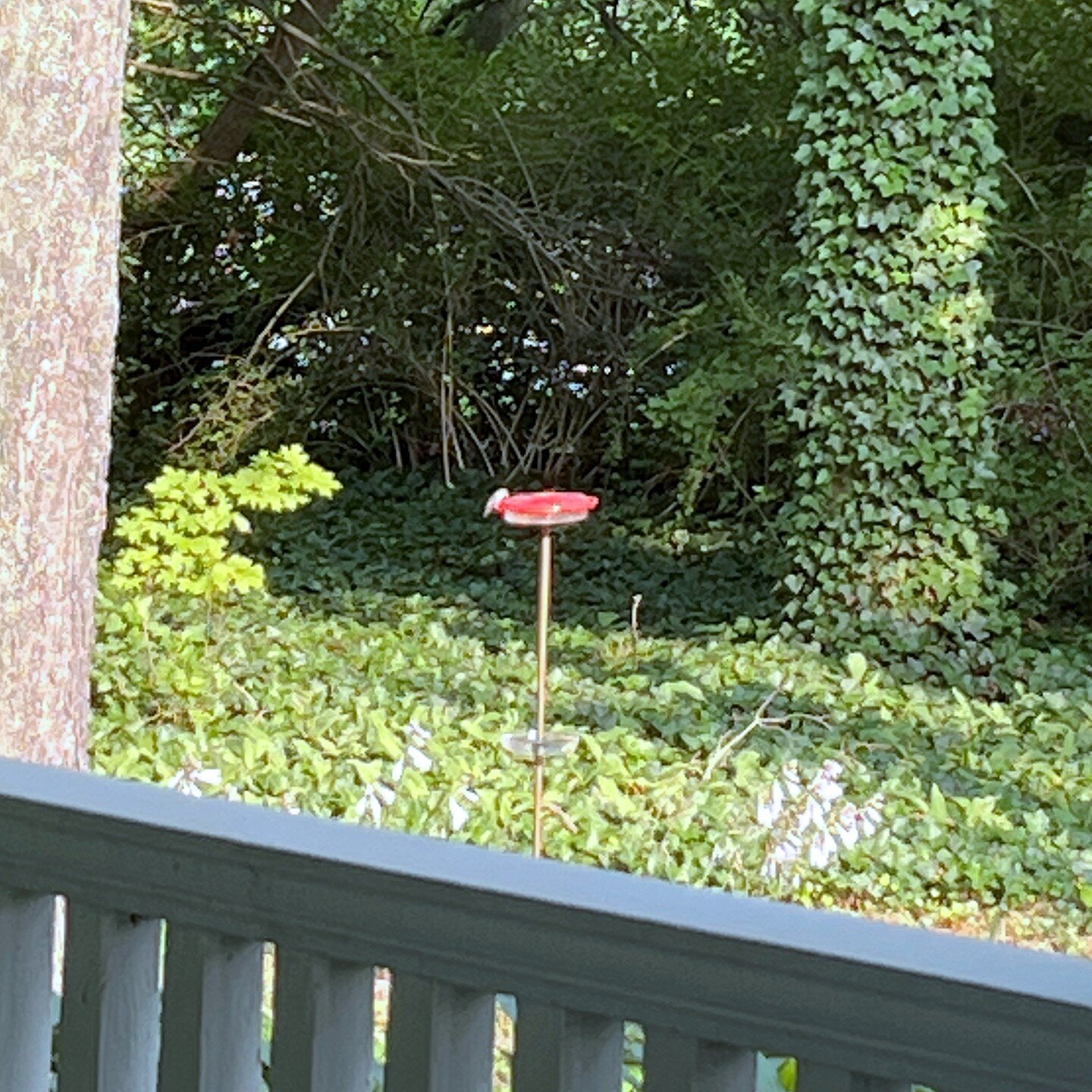 We put a lot of effort into designing The Ant-Mote&trade; to make sure that it would do its job exceptionally well. Nothing makes us happier than seeing our local hummingbirds happily using our #nectarfeeder surrounded by hastas and ivy in our garden