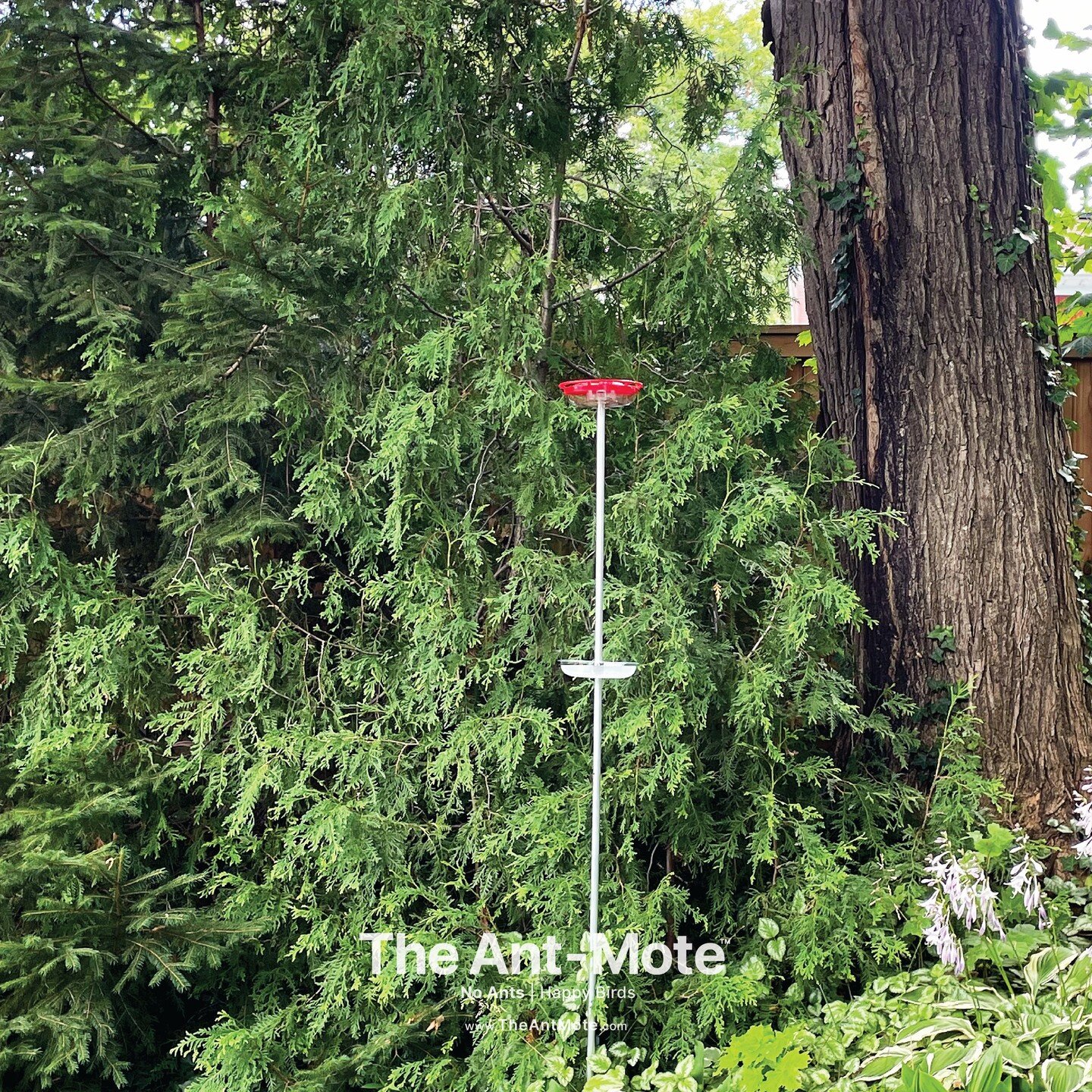 Fresh from Toronto, Canada, this lush backyard with The Ant-Mote&trade; and an 8oz Aspects #hummingbirdfeeder gives us beautiful PNW vibes. As always, we love seeing some elegant #hostas, a plant that also helps to attract #hummingbirds. 

The Ant-Mo