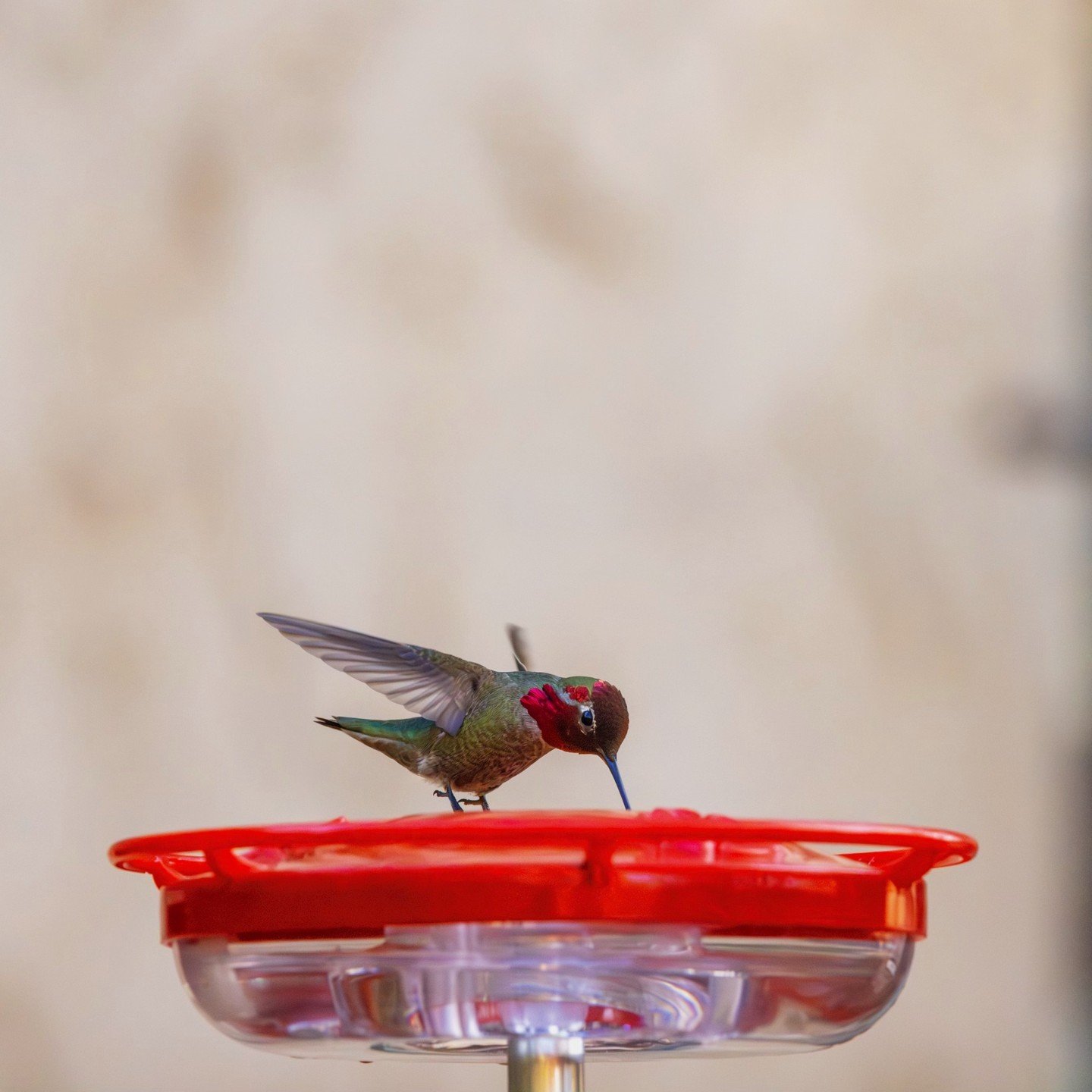 The hummingbird #springmigration is here and we are so happy to share this spectacular photo of a male Anna's Hummingbird. 
Photo Credit: @pattideters 

Pole-mounting your hummingbird feeder makes for a super-stable platform when photographing #hummi