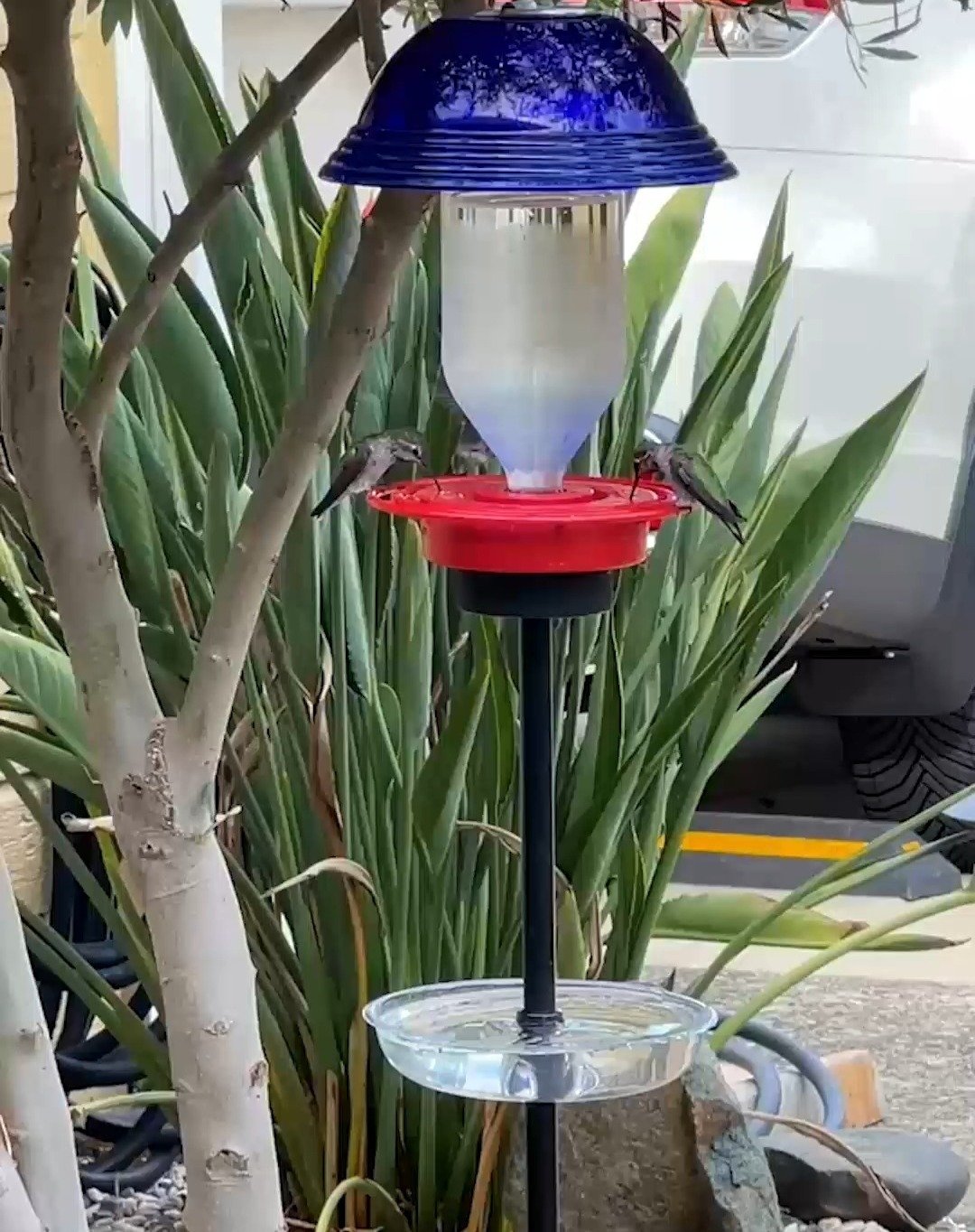 So many hummingbirds are still going strong in #FolsomCA. Our friends at @birdfeedersrus_birdandgarden sent us these great clips of their pole-mounted nectar feeders. We could not be more excited to see so many hummingbirds coming to feed all at once