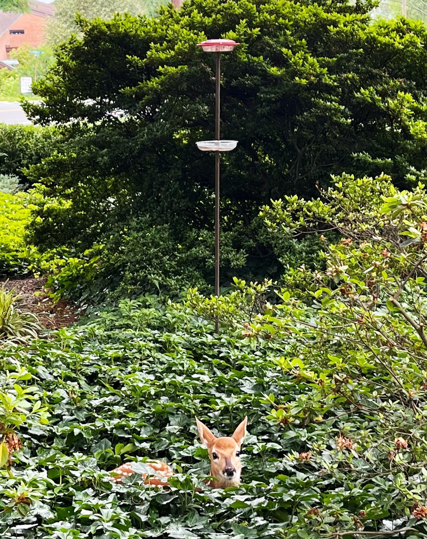Hummingbirds have finally started arriving at our feeders this week. And to our surprise, we also had this adorable visitor to our garden.
