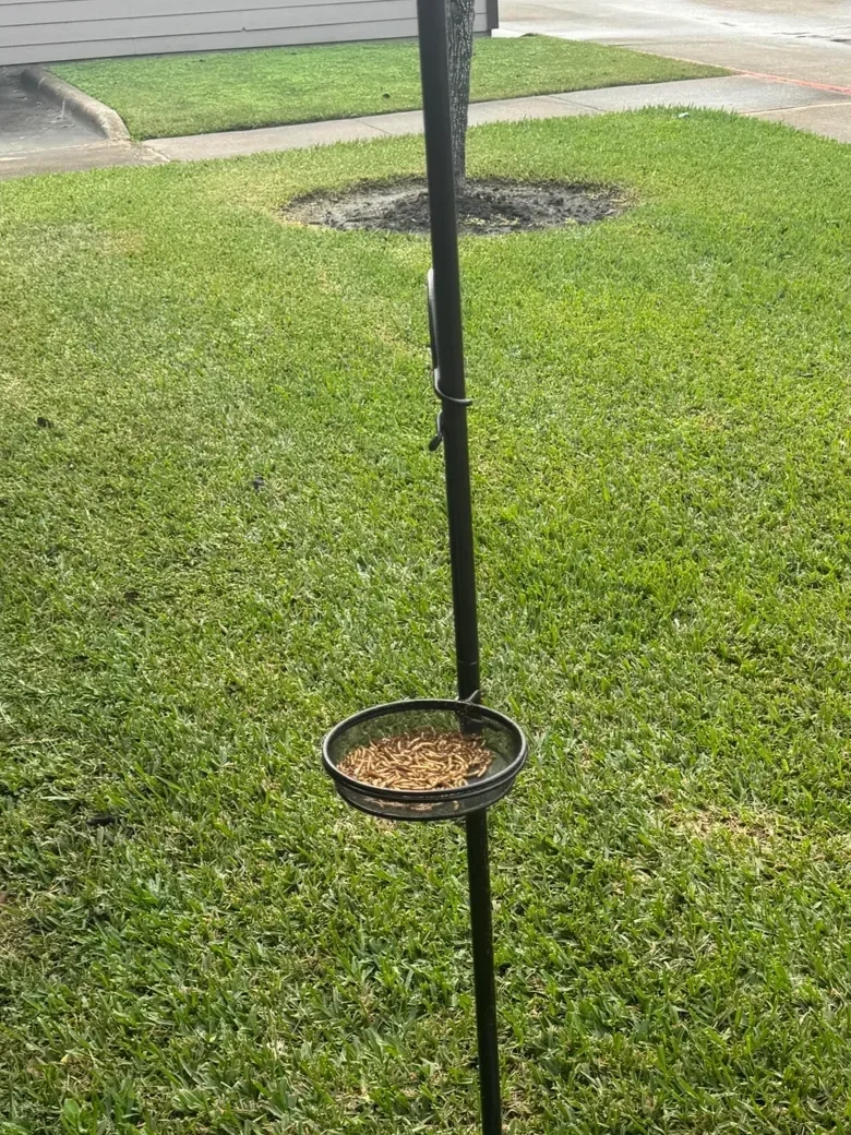 within 24 hours a bird tray feeder is infested with ants.