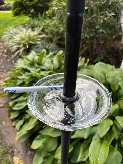 Soft toothbrush in The Ant-Mote dish for scrubbing algae from the clear surface