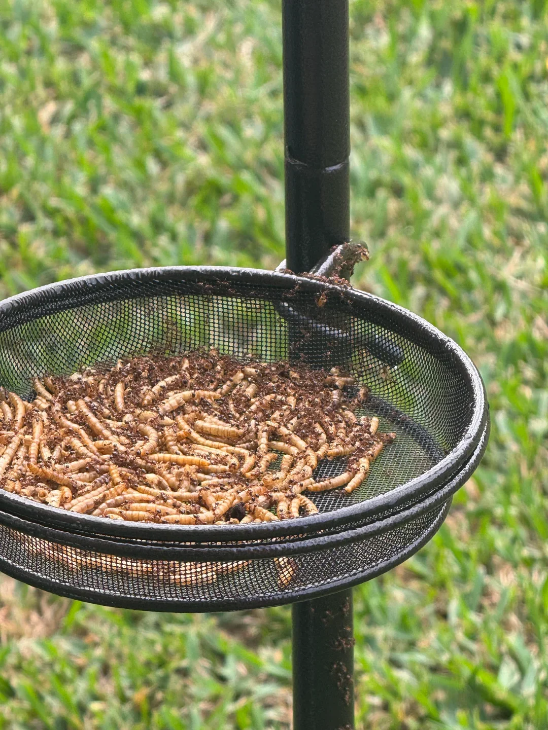 a mealworm buffet completely covered in ants. Ants can be avoided without chemicals by using The Ant-Mote™