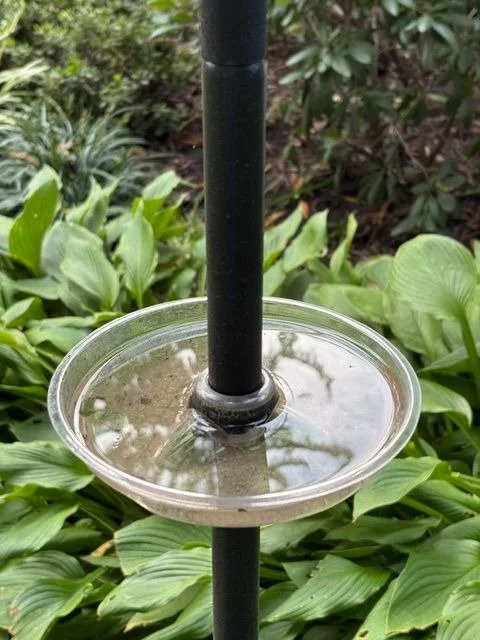 The Ant-Mote clear dish on a black feeder pole holding dirty water and sediment before cleaning