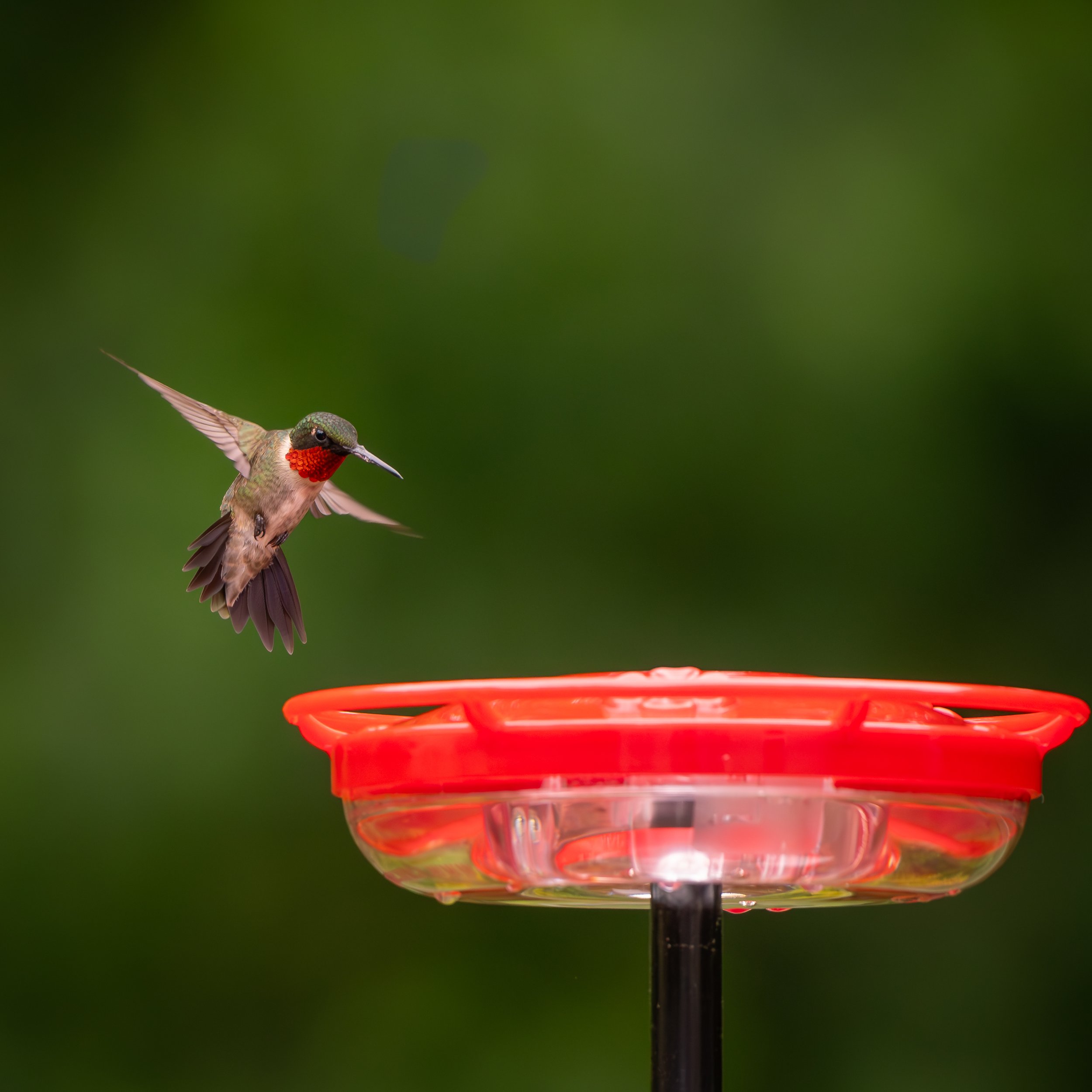 Photo by Limin Kung, Jr., Ph.D.