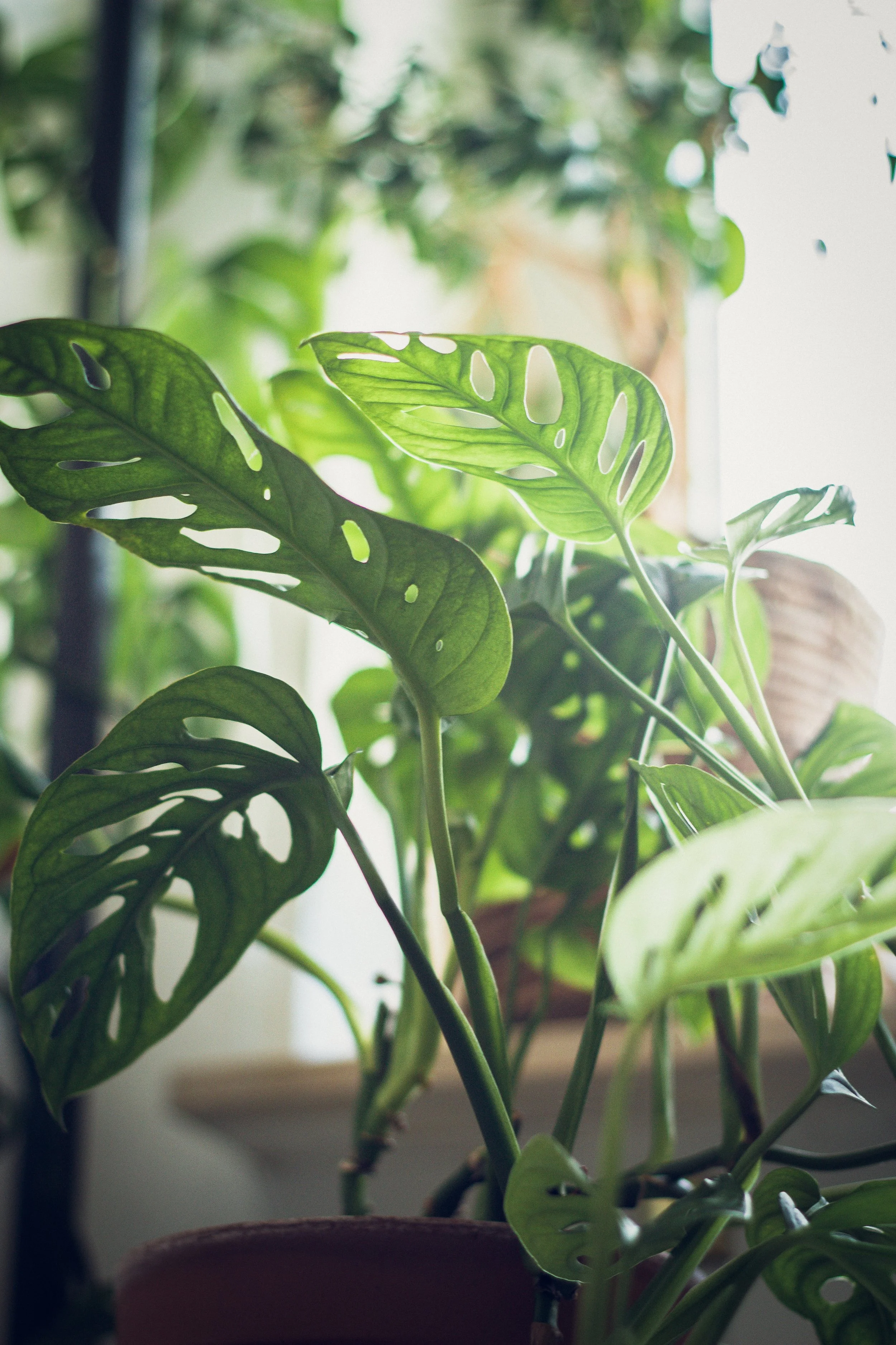 The Ultimate Guide to Monstera Plant Care [2023] — Cafe Planta