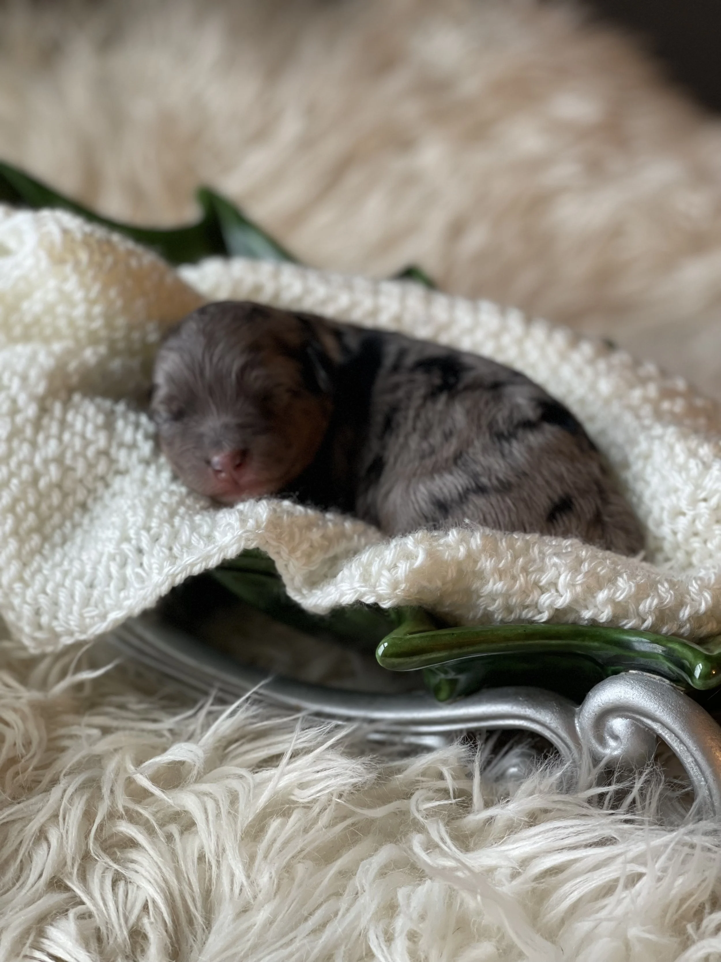 tri blue merle mini aussiedoodle