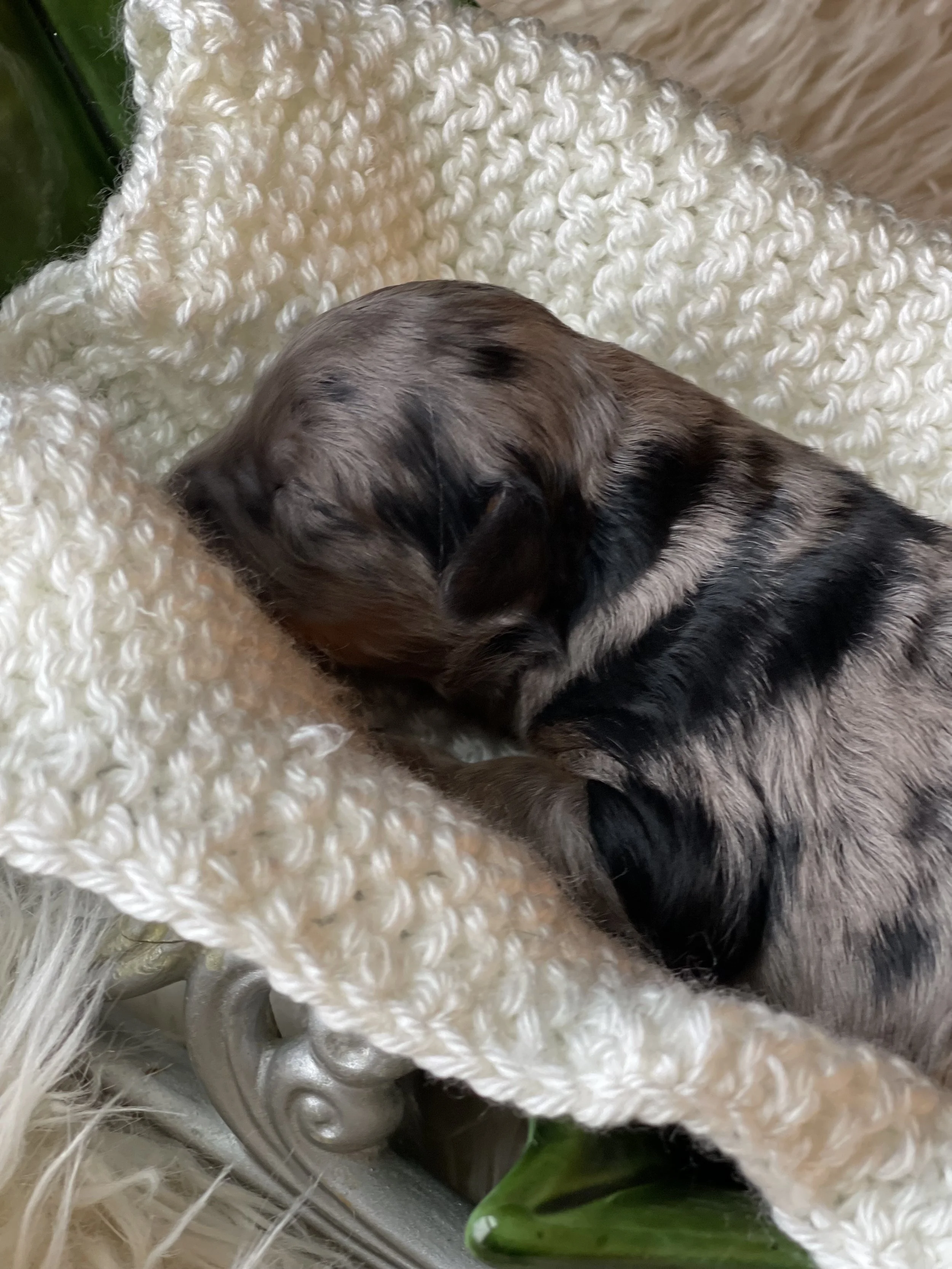 tri blue merle mini aussiedoodle