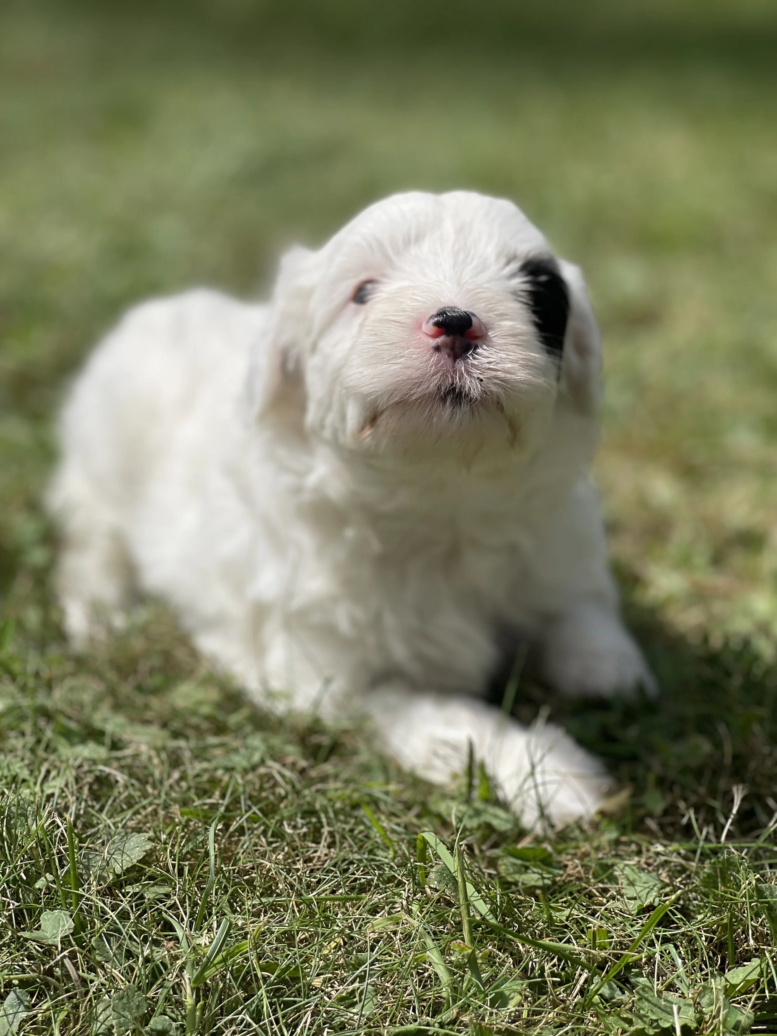 black and white parti aussiedoodle