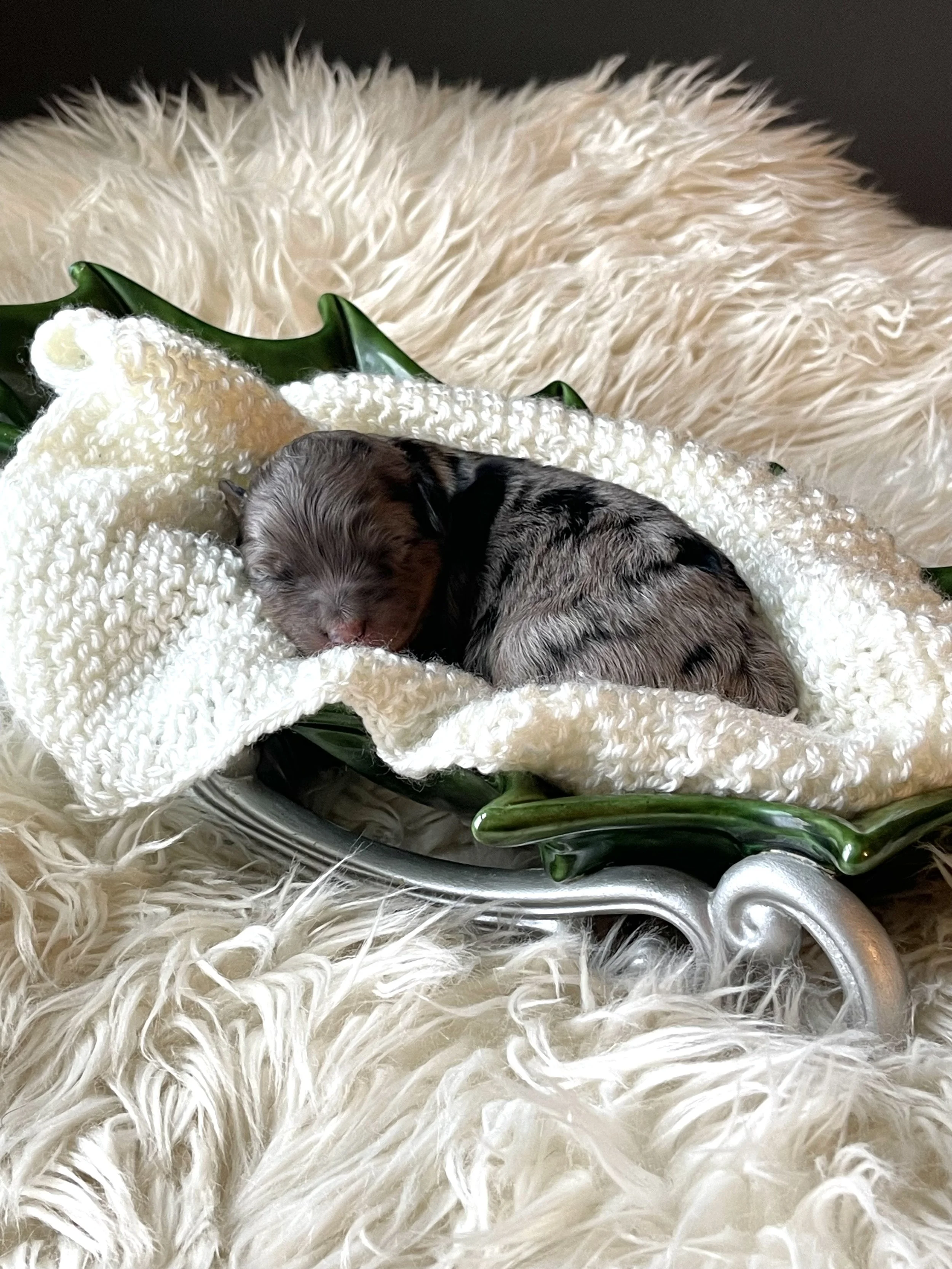 tri blue merle aussiedoodle