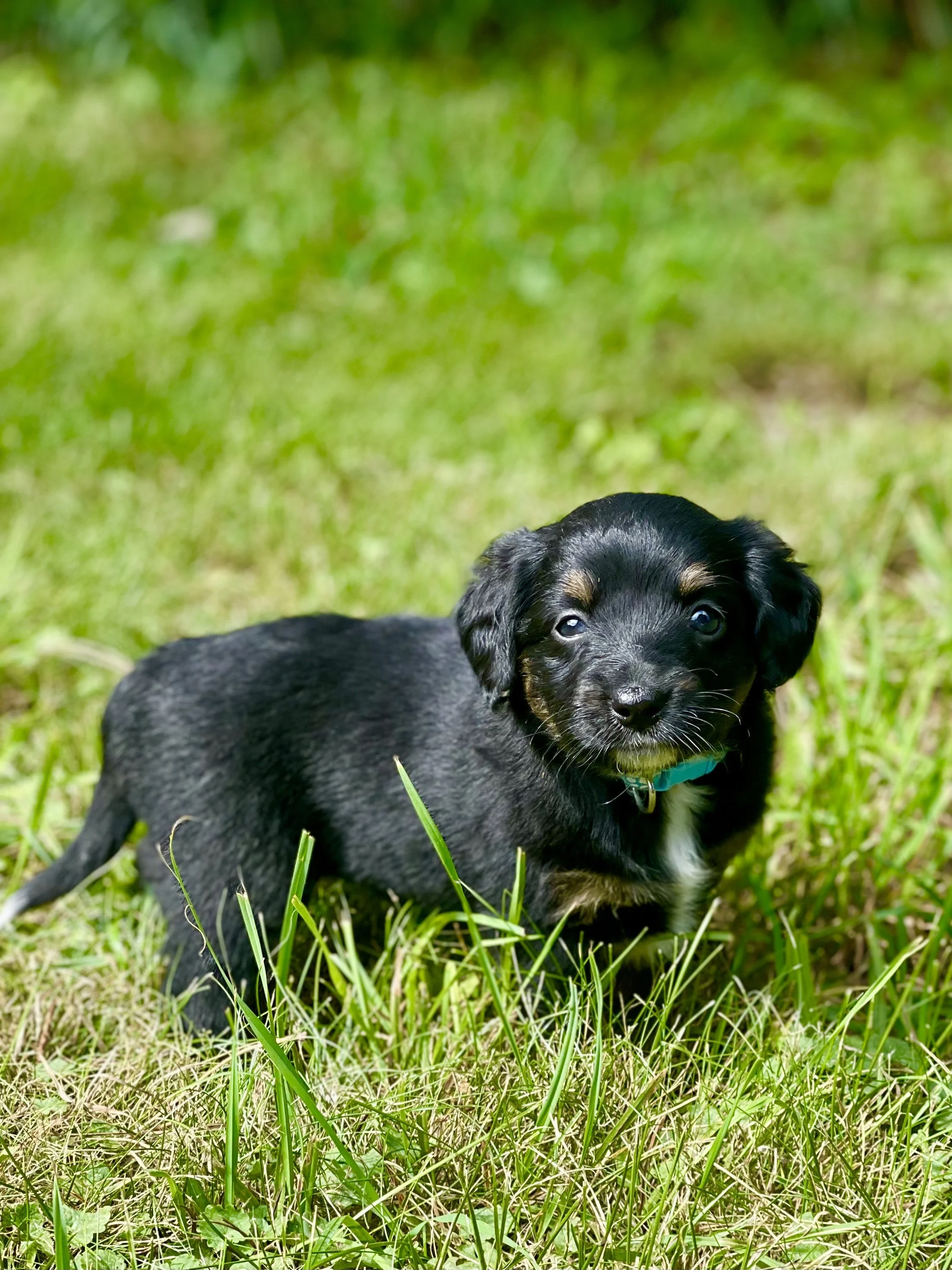 Tuxedo black tri aussiedoodle