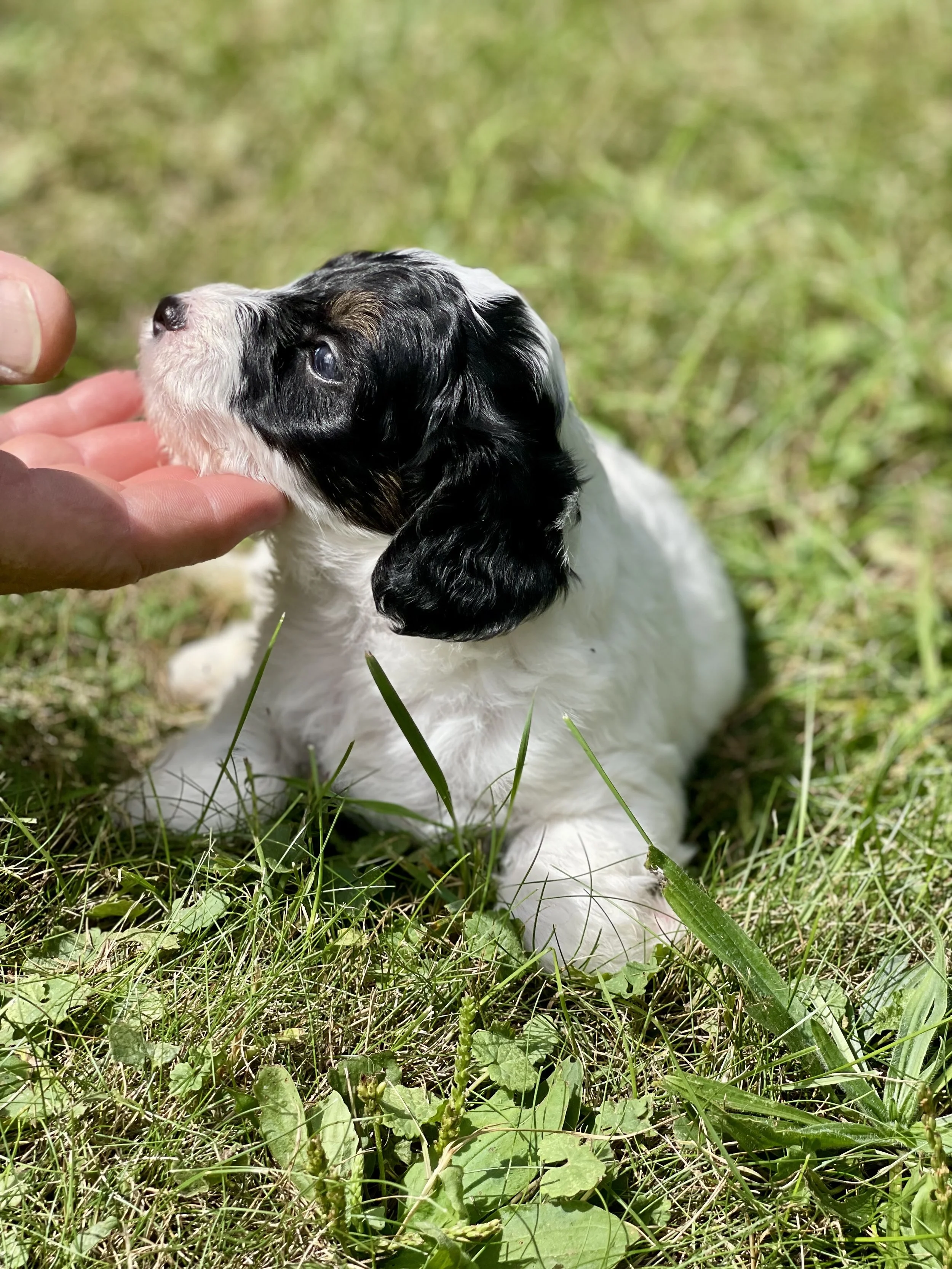 Black and white parti aussiedoodle