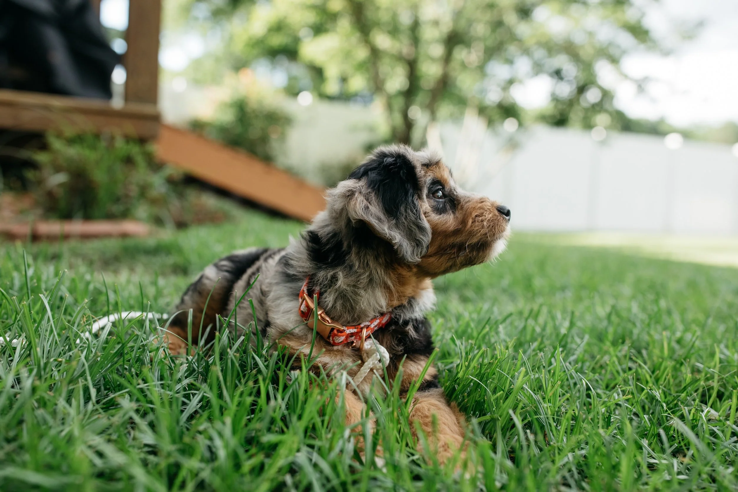 phantom blue merle abstract aussiedoodle