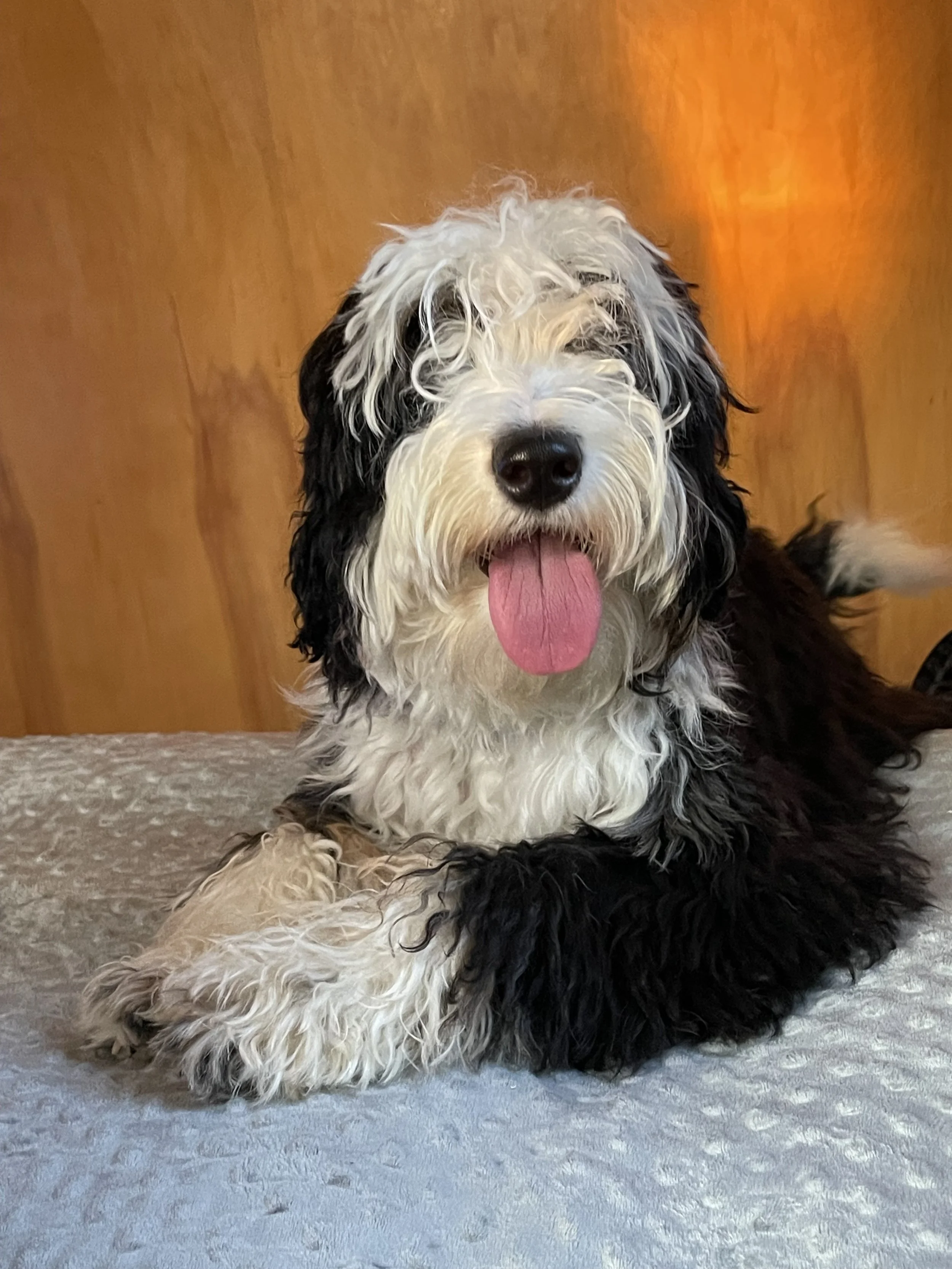 tri blue merle black tri auussiedoodle