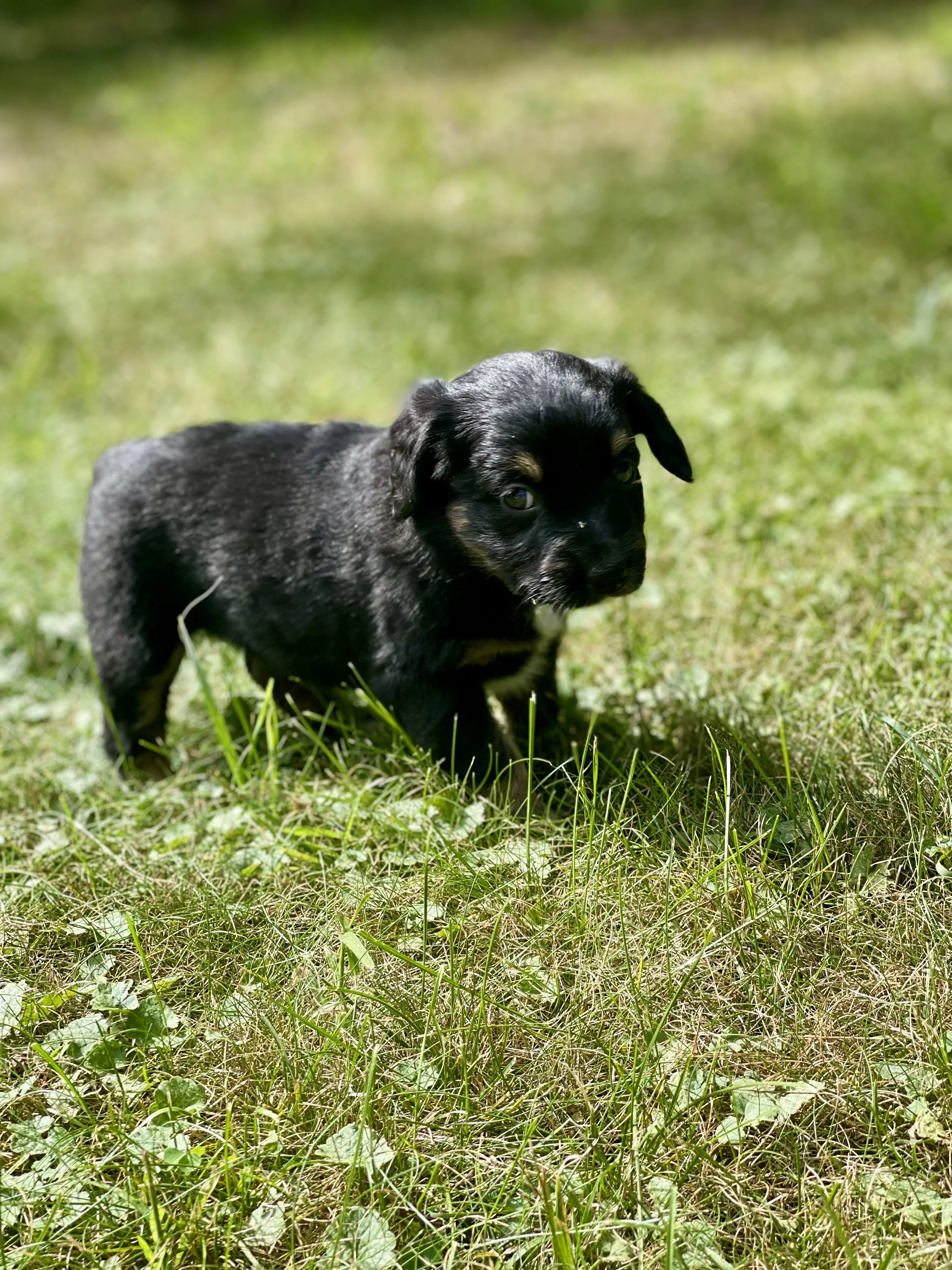 Tuxedo black tri aussiedoodle