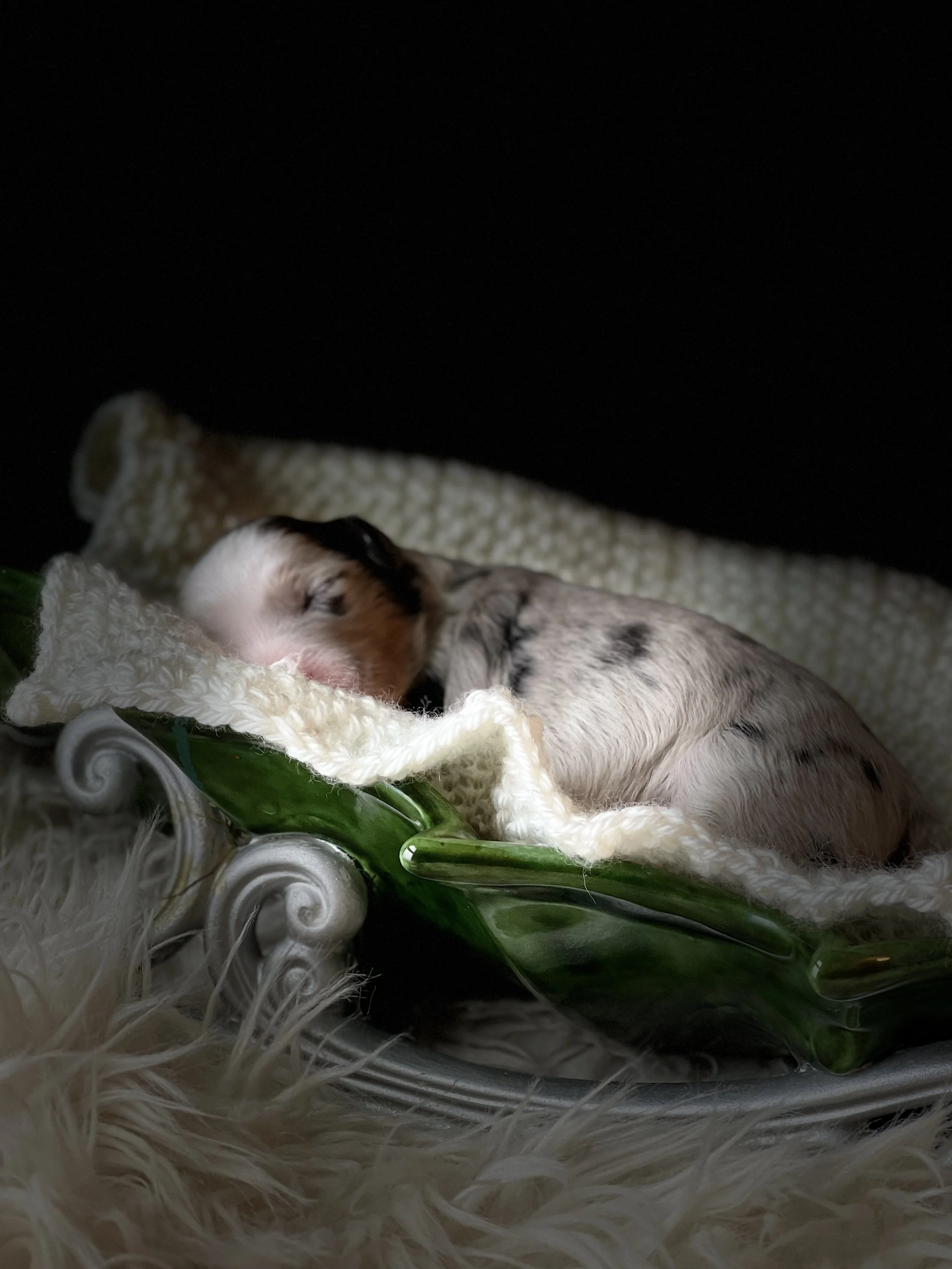tri blue merle aussiedoodle