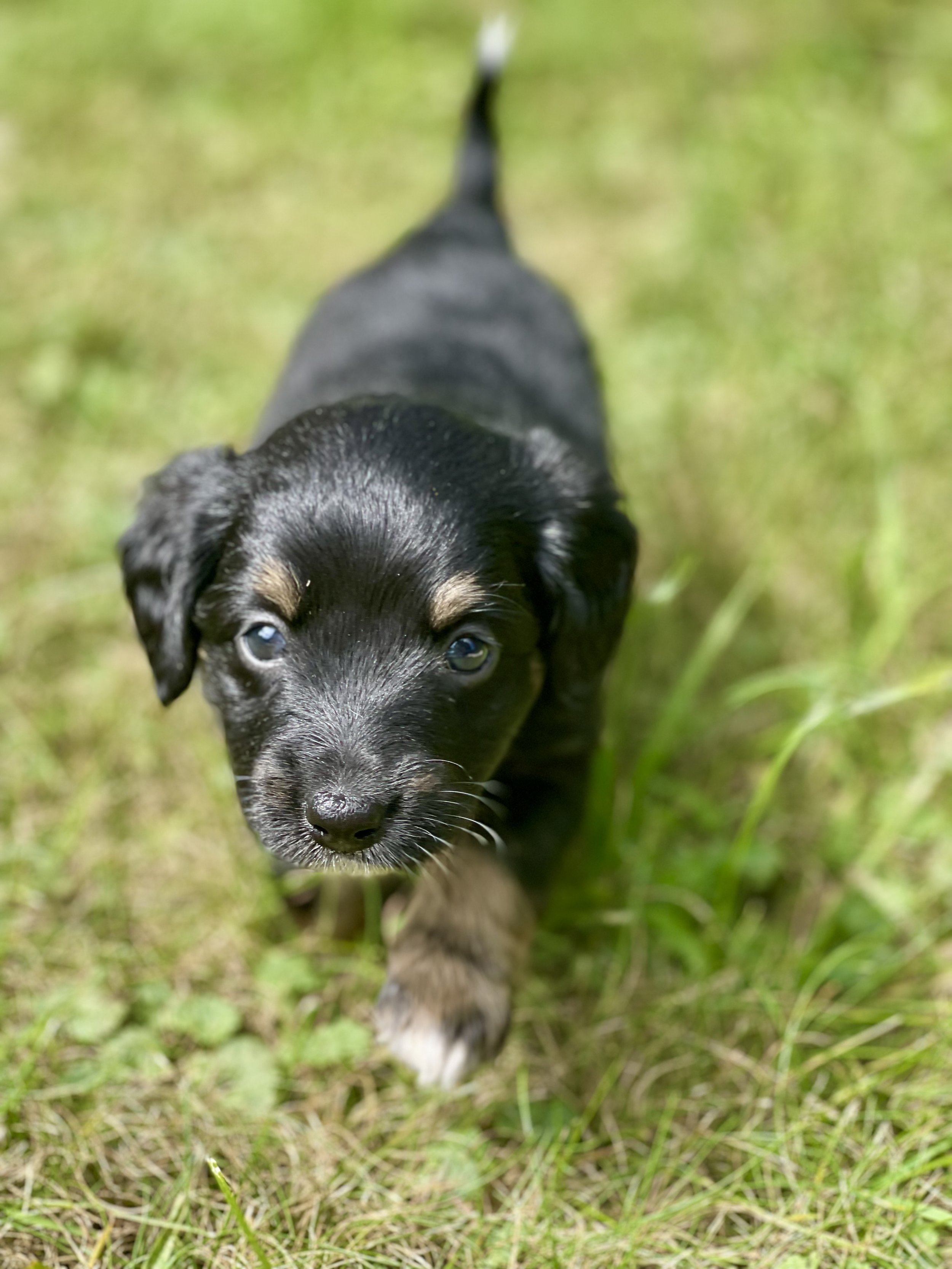 Tuxedo black tri aussiedoodle